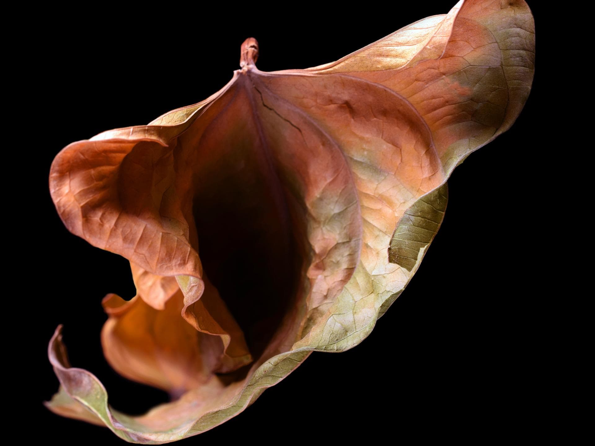 femidom verhütungsmittel sex frauen vagina blüte