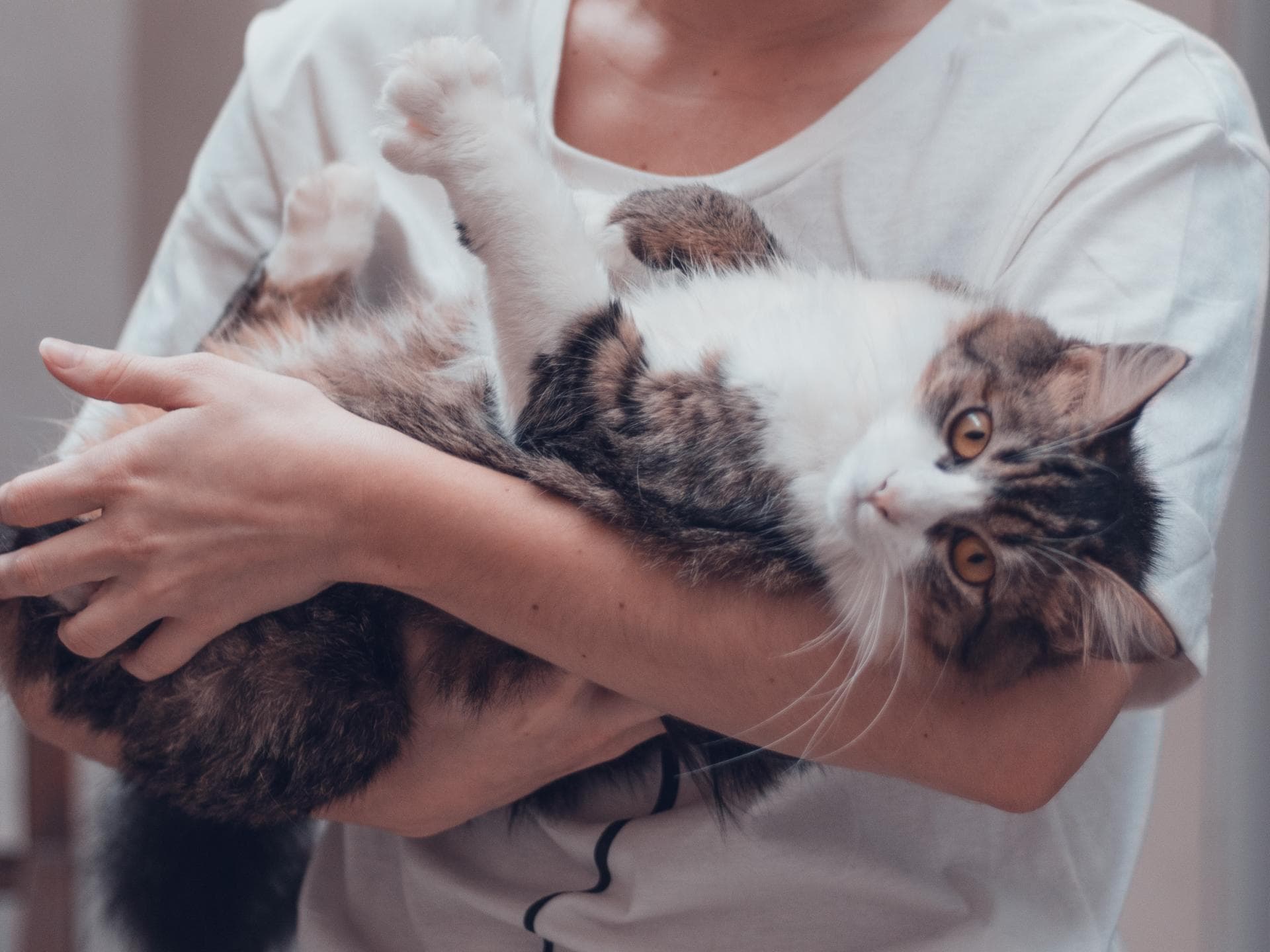 Wie alt werden Katzen? Frau mit Katze im Arm