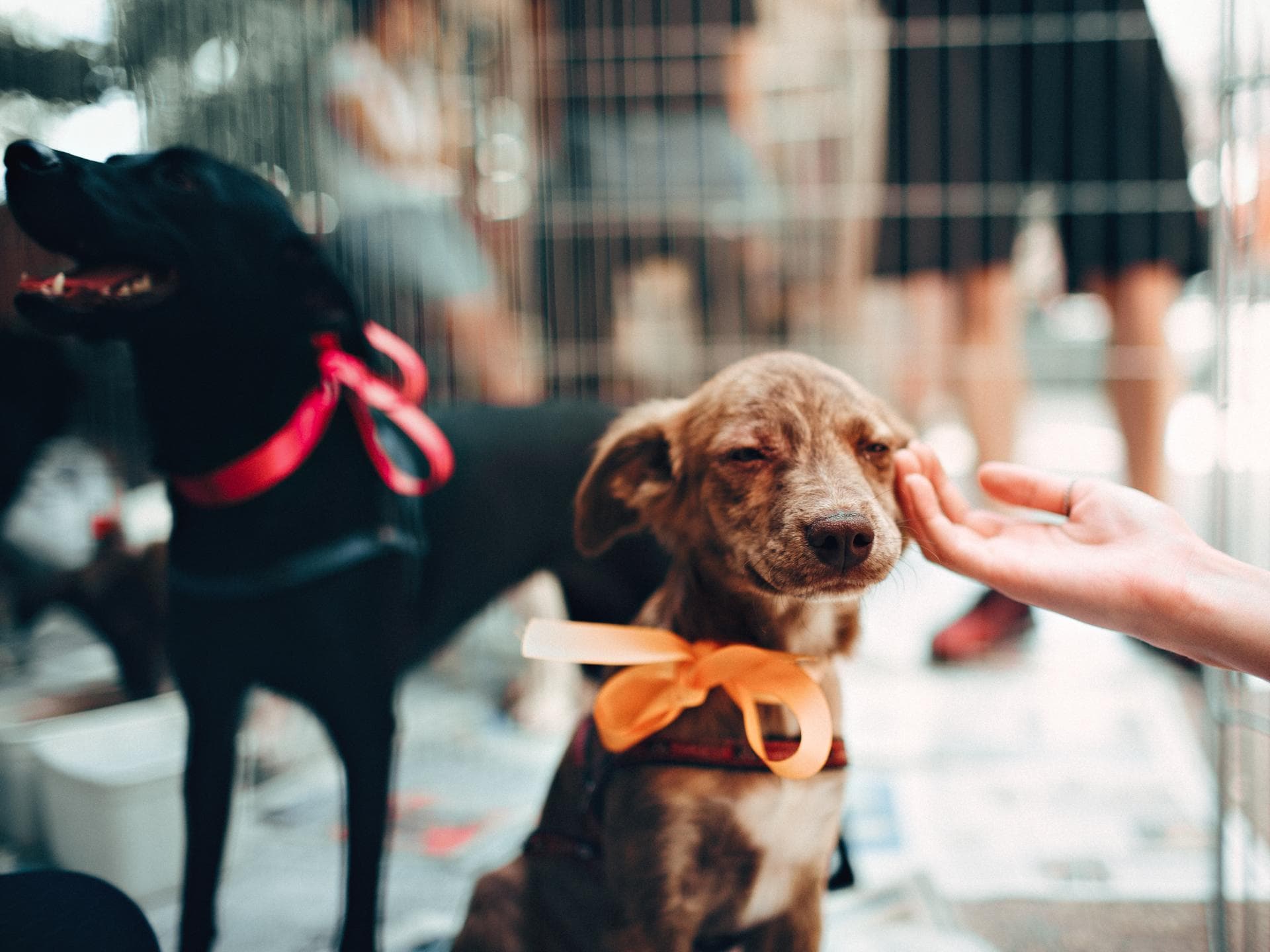 Hund adoptieren oder kaufen Hunde in einem Hundegitter
