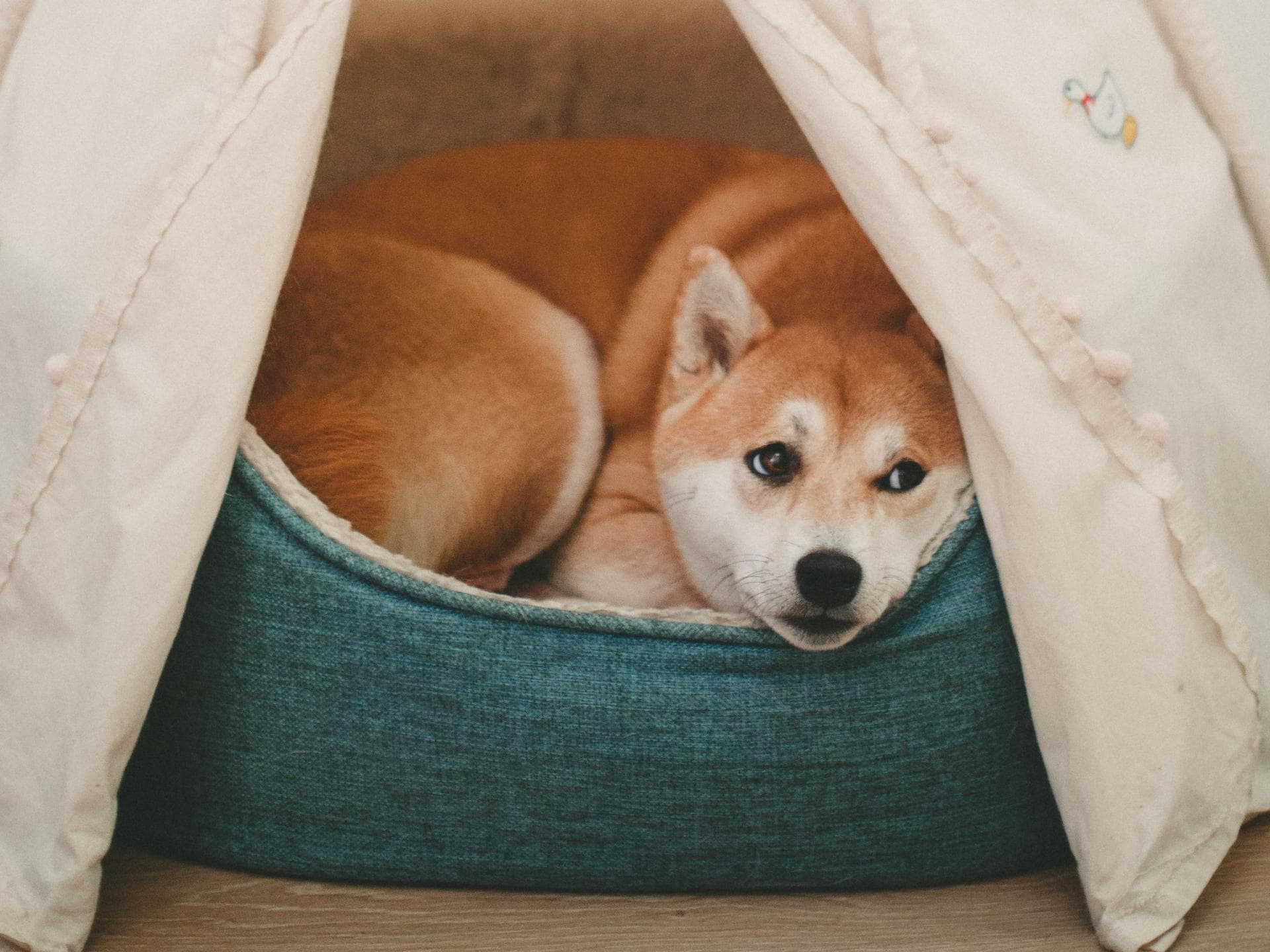 Hund im Bett schlafen lassen Hund im Bett