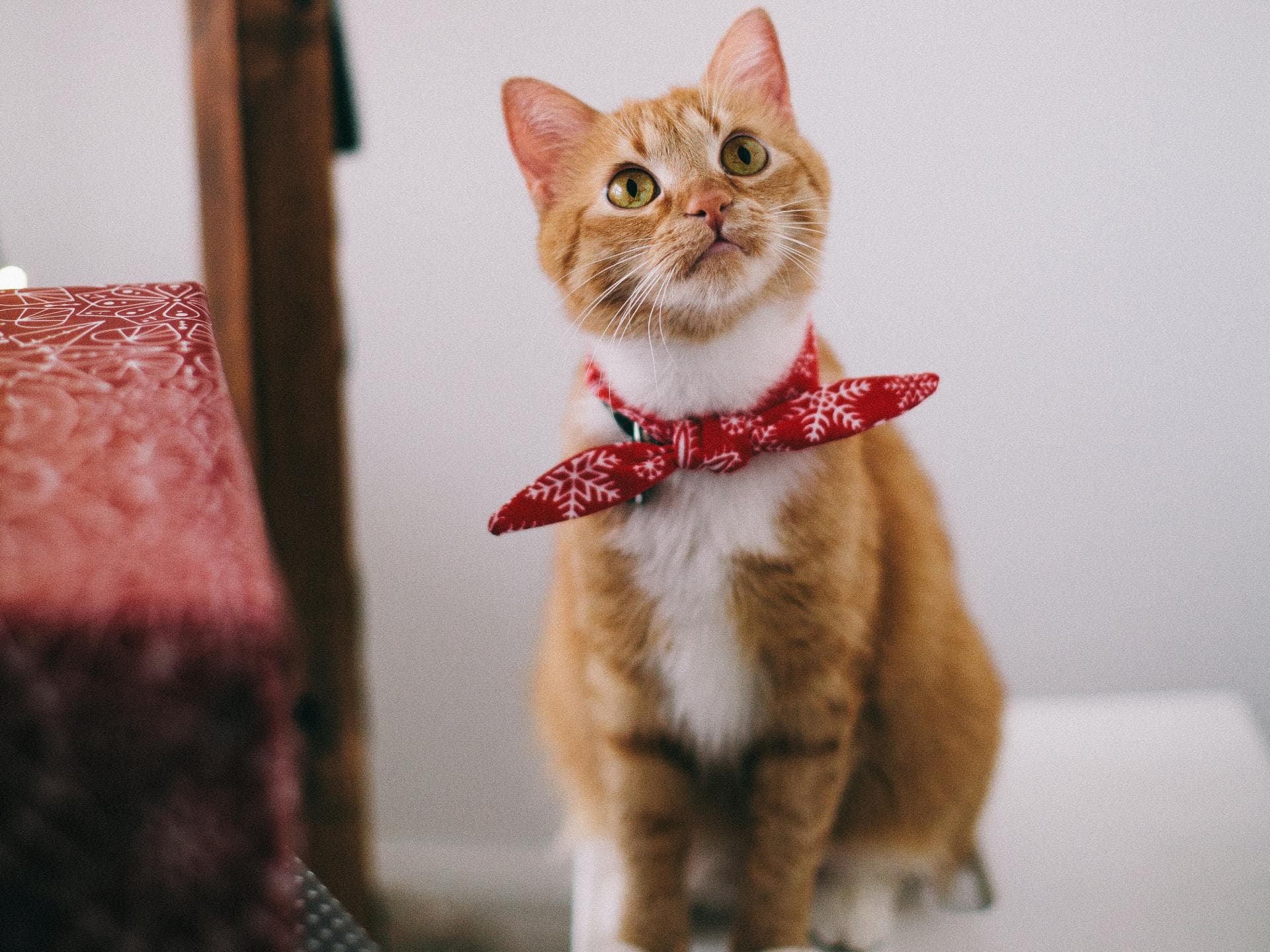 Katze Katze