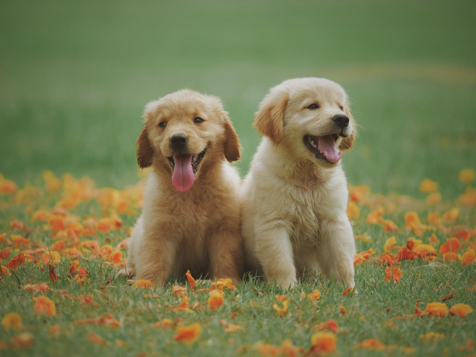 Hunde Hunde