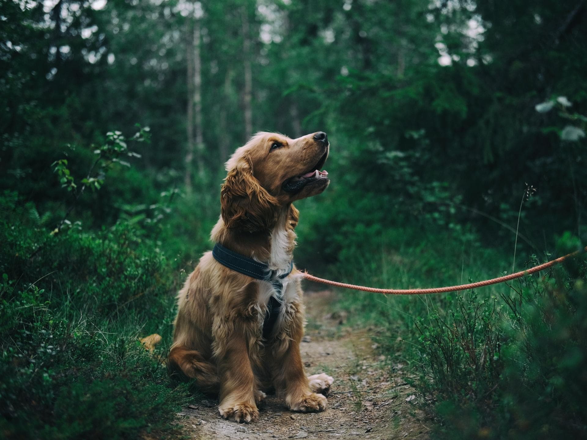 Corona bei Hunden Corona bei Hunden