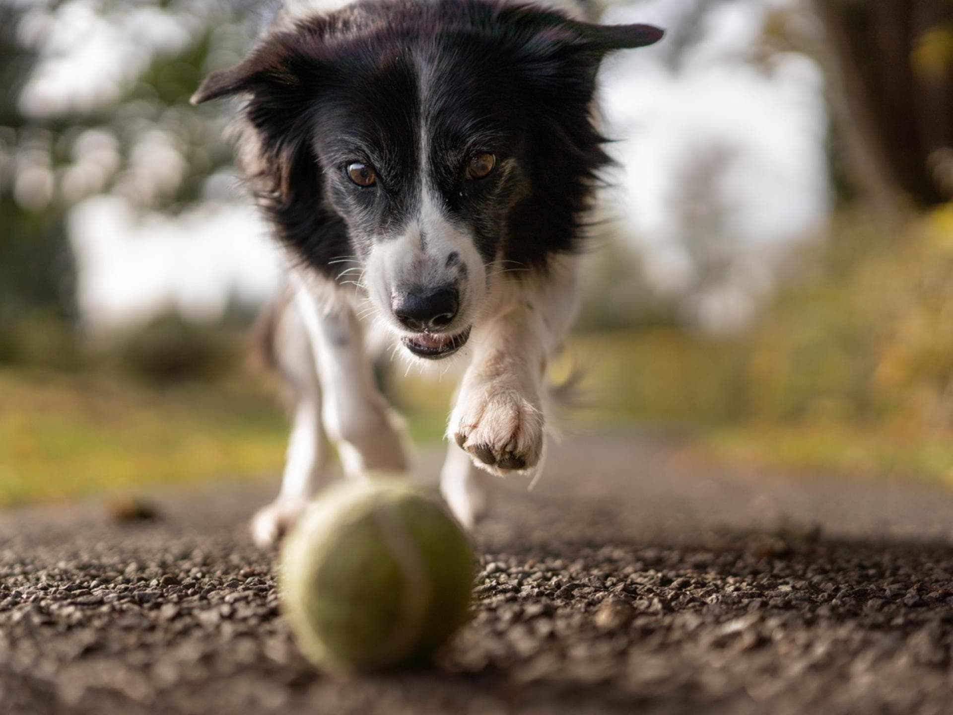 Hund mit Ball 