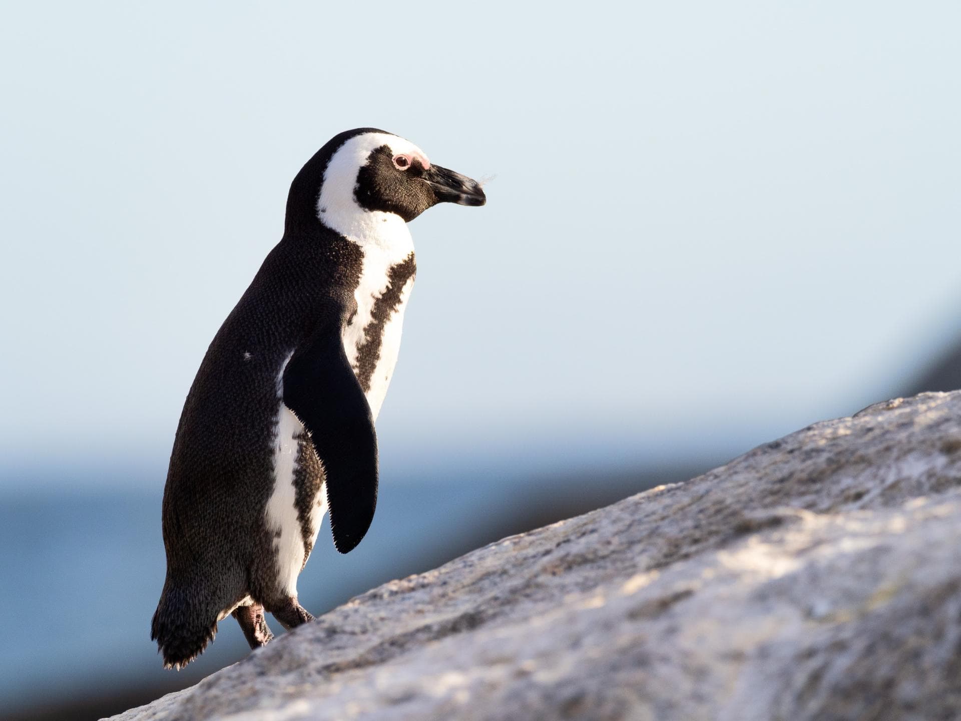 Pinguin auf einem Stein