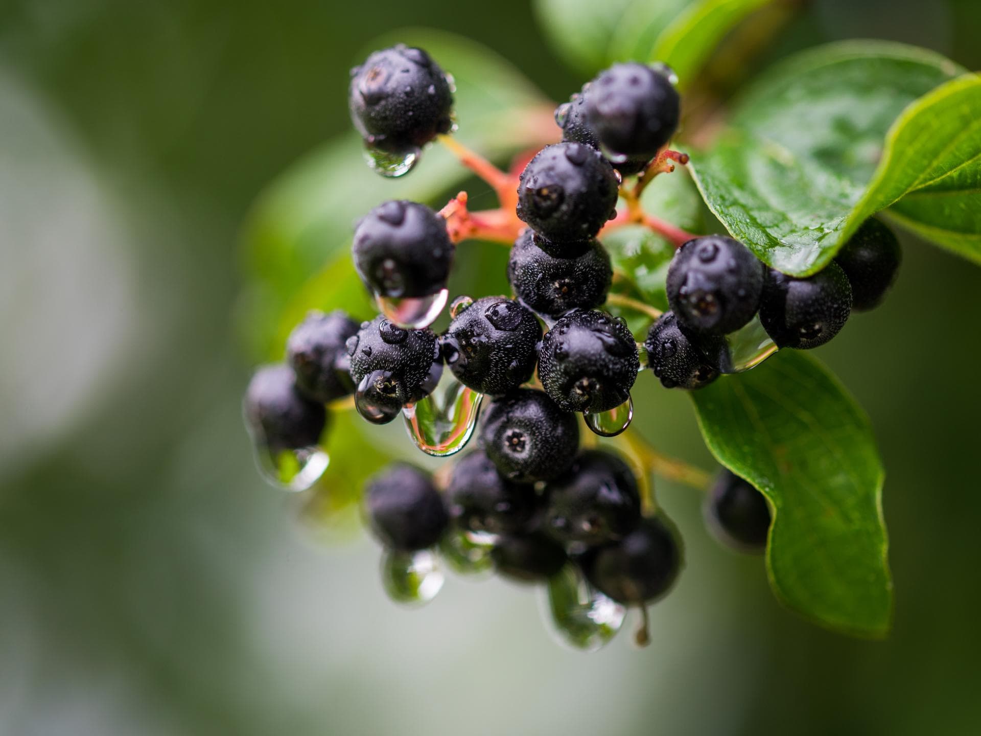 Aronia Aronia