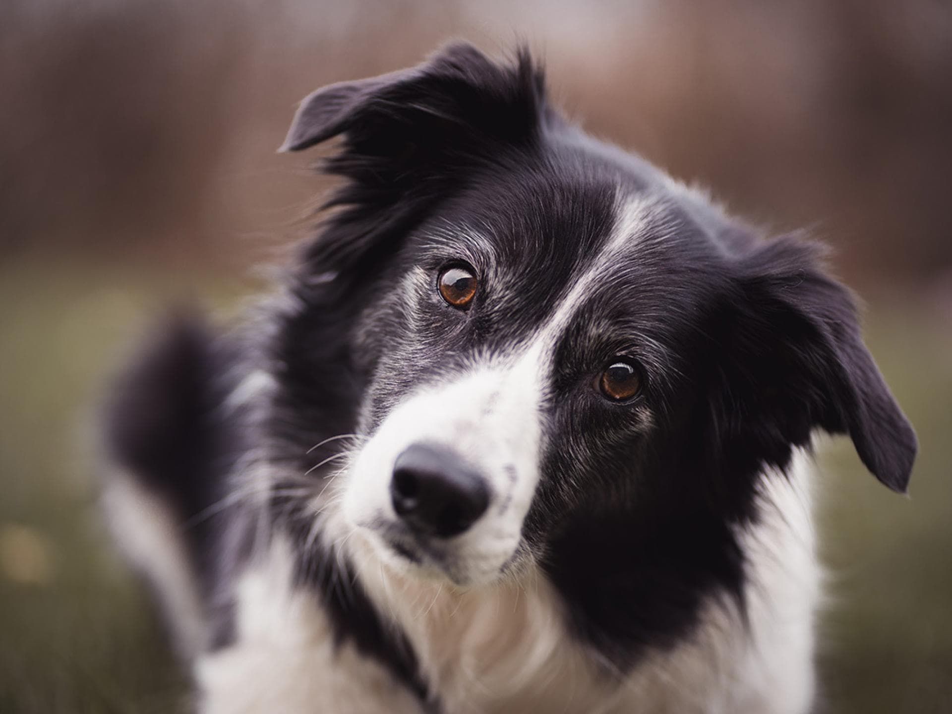 Boder Collies Boder Collies