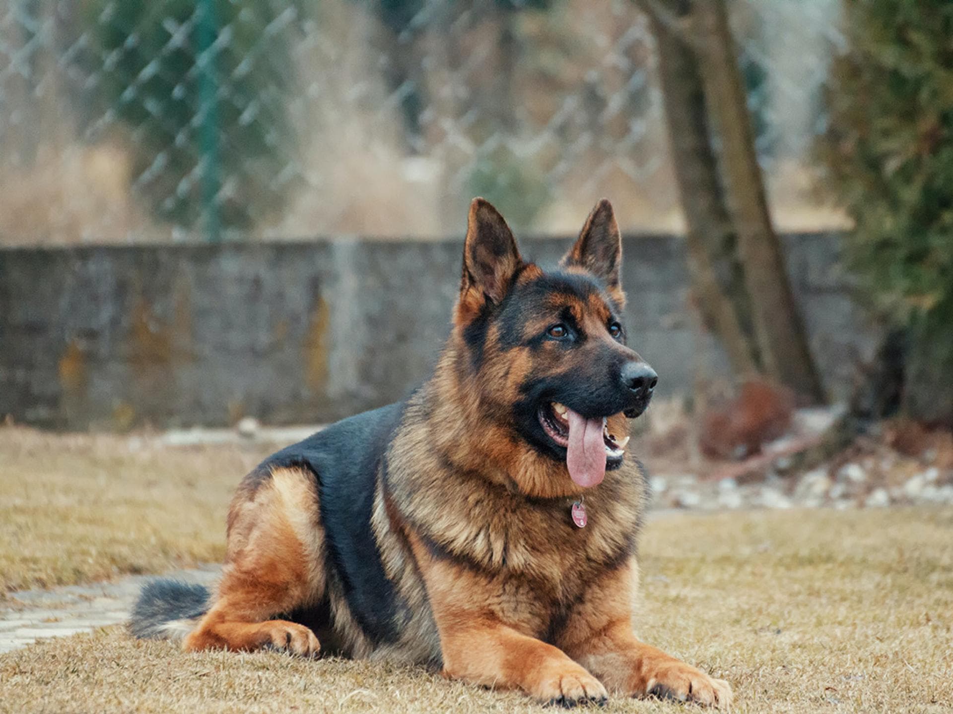 Deutscher Schäferhund Deutscher Schäferhund