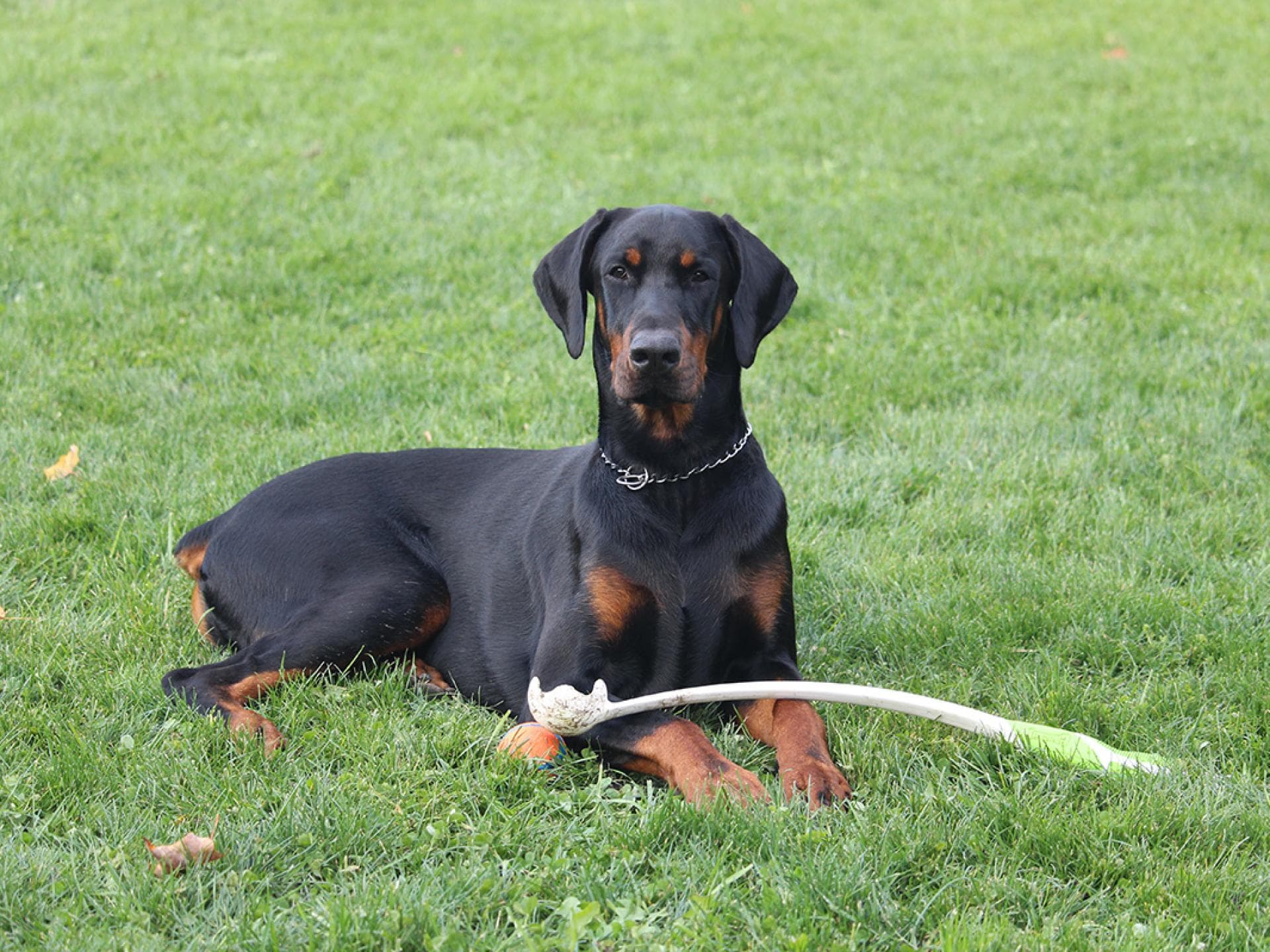 Dobermann Dobermann