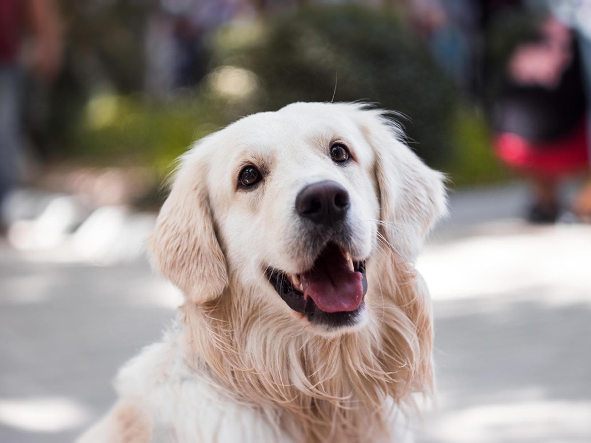 Golden Retriever Golden Retriever