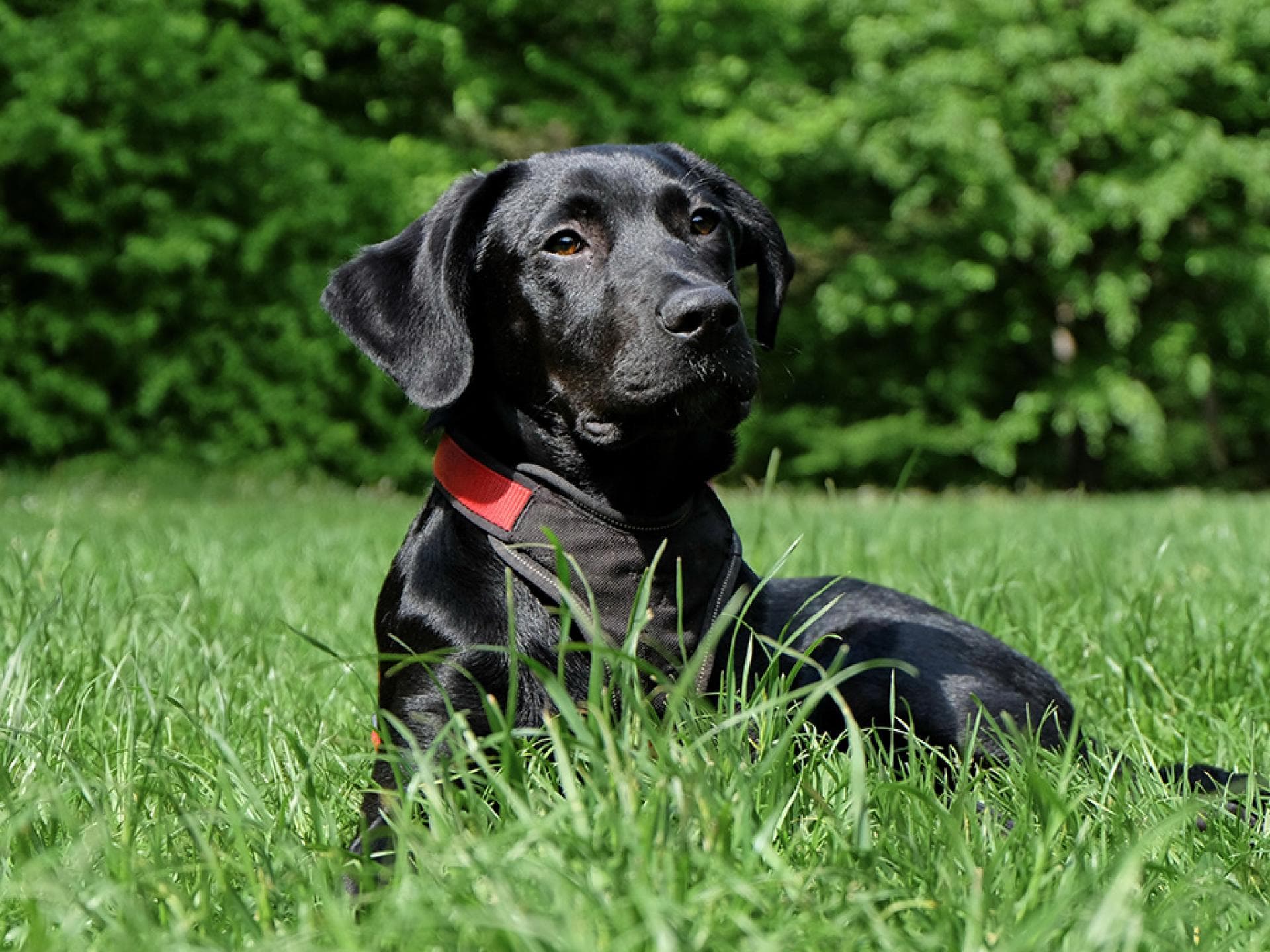 Labrador Retriever Labrador Retriever