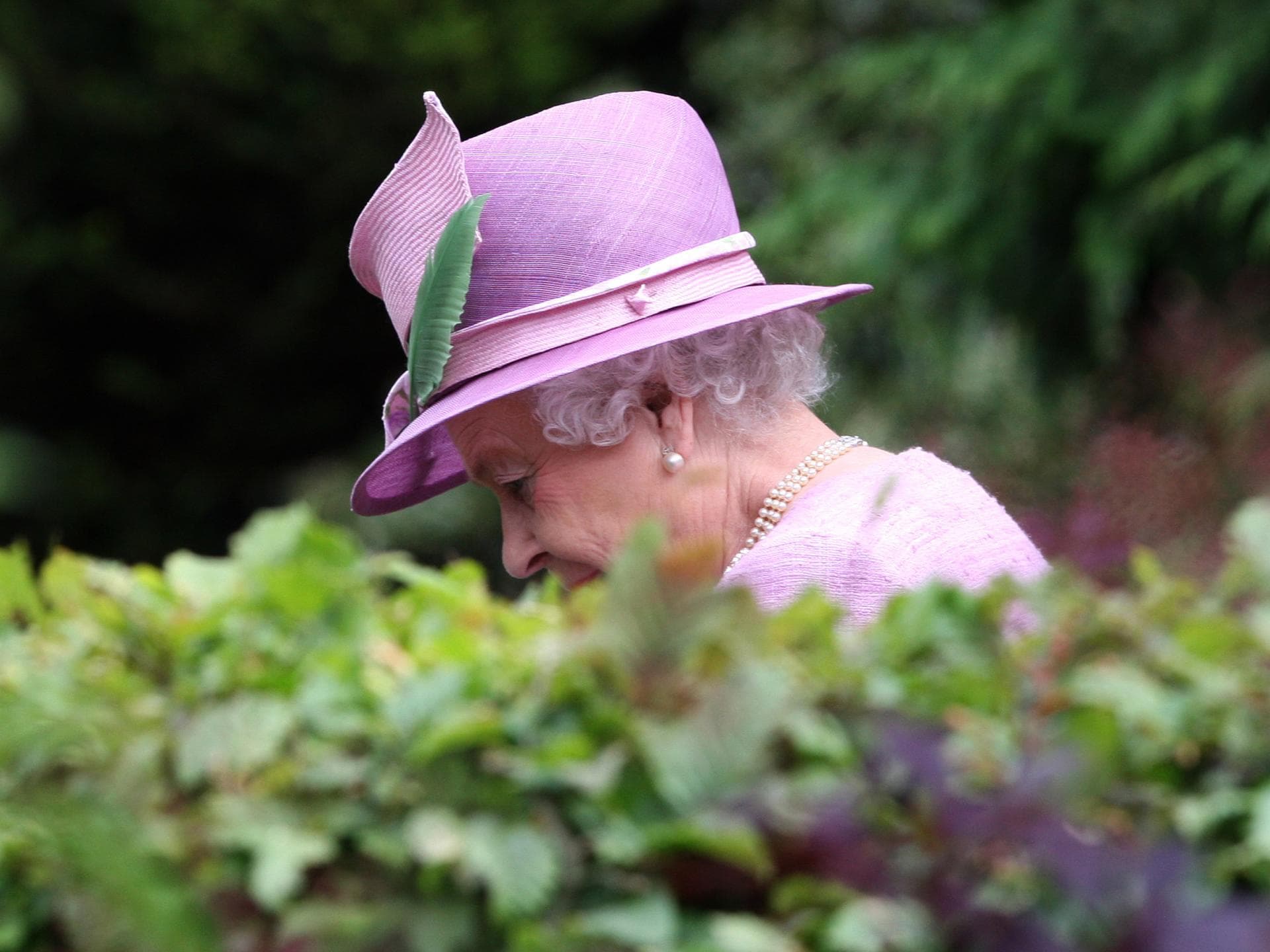 Queen im Garten
