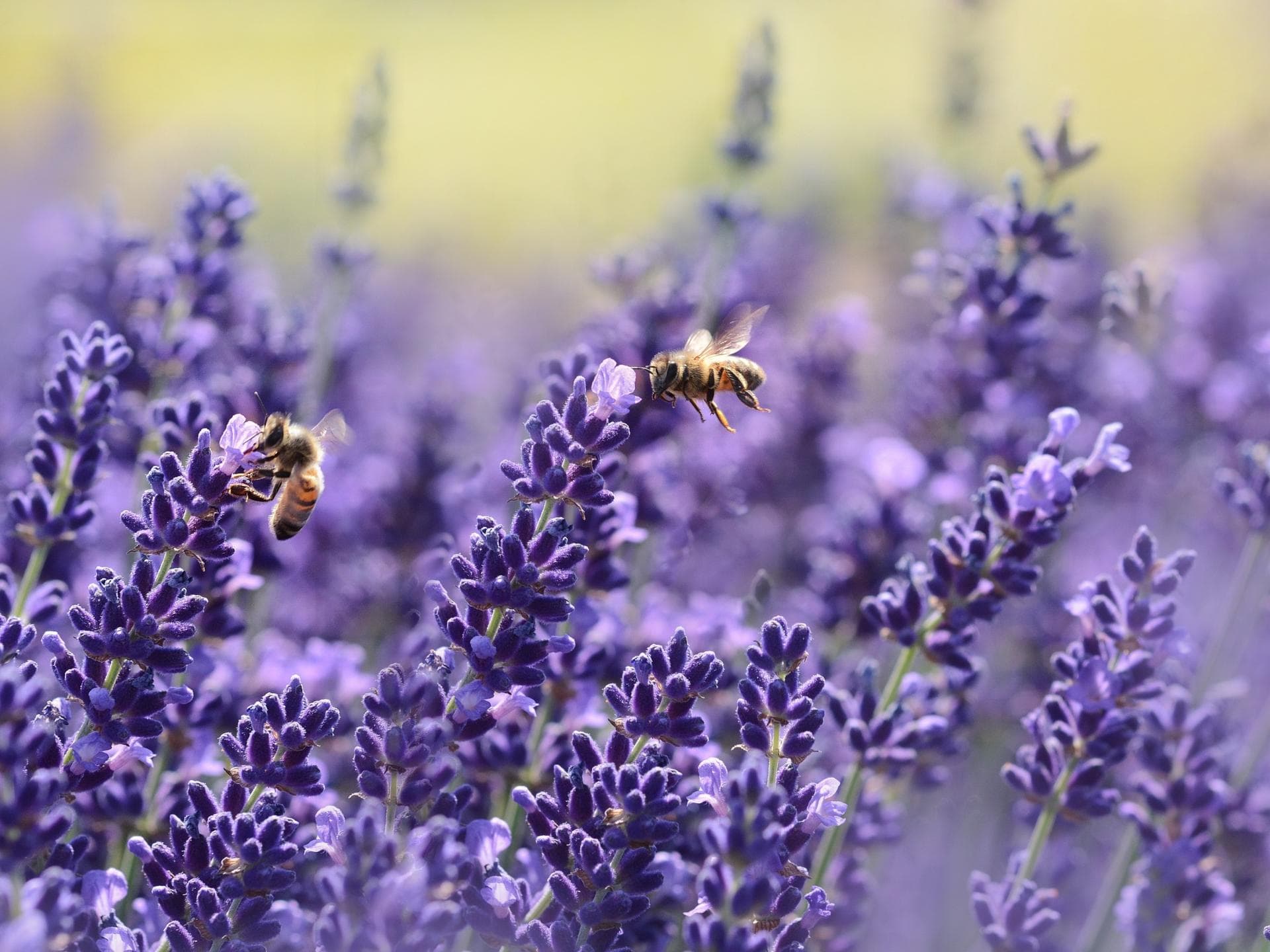 Sonnenpflanzen: Lavendel und Bienen