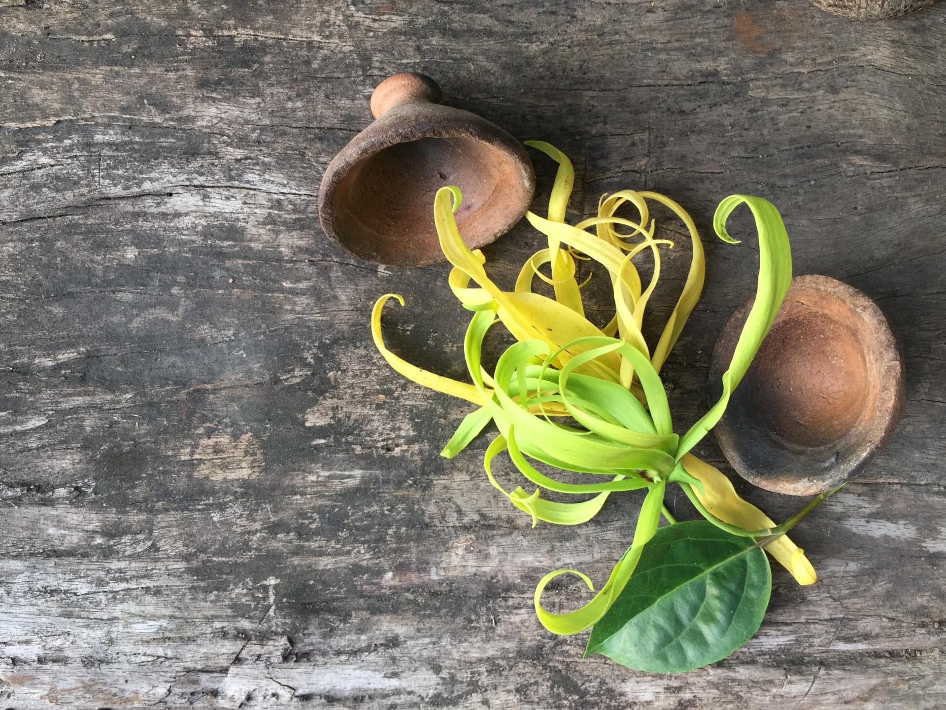 Ylang-Ylang Blüte auf einem Holztisch