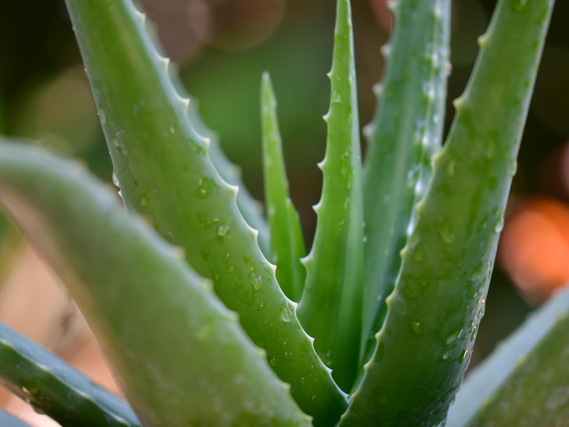 Aloe Vera Aloe Vera