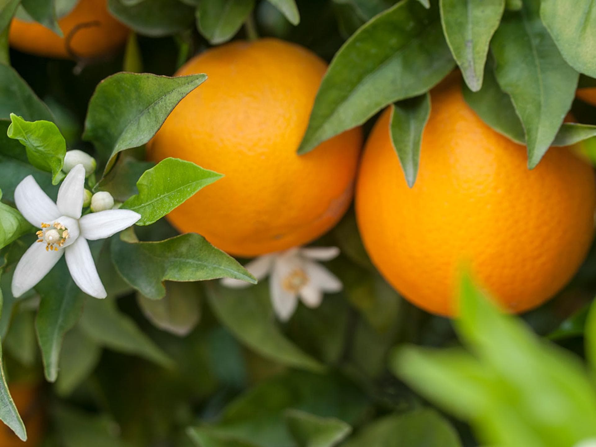 Orangenbluete