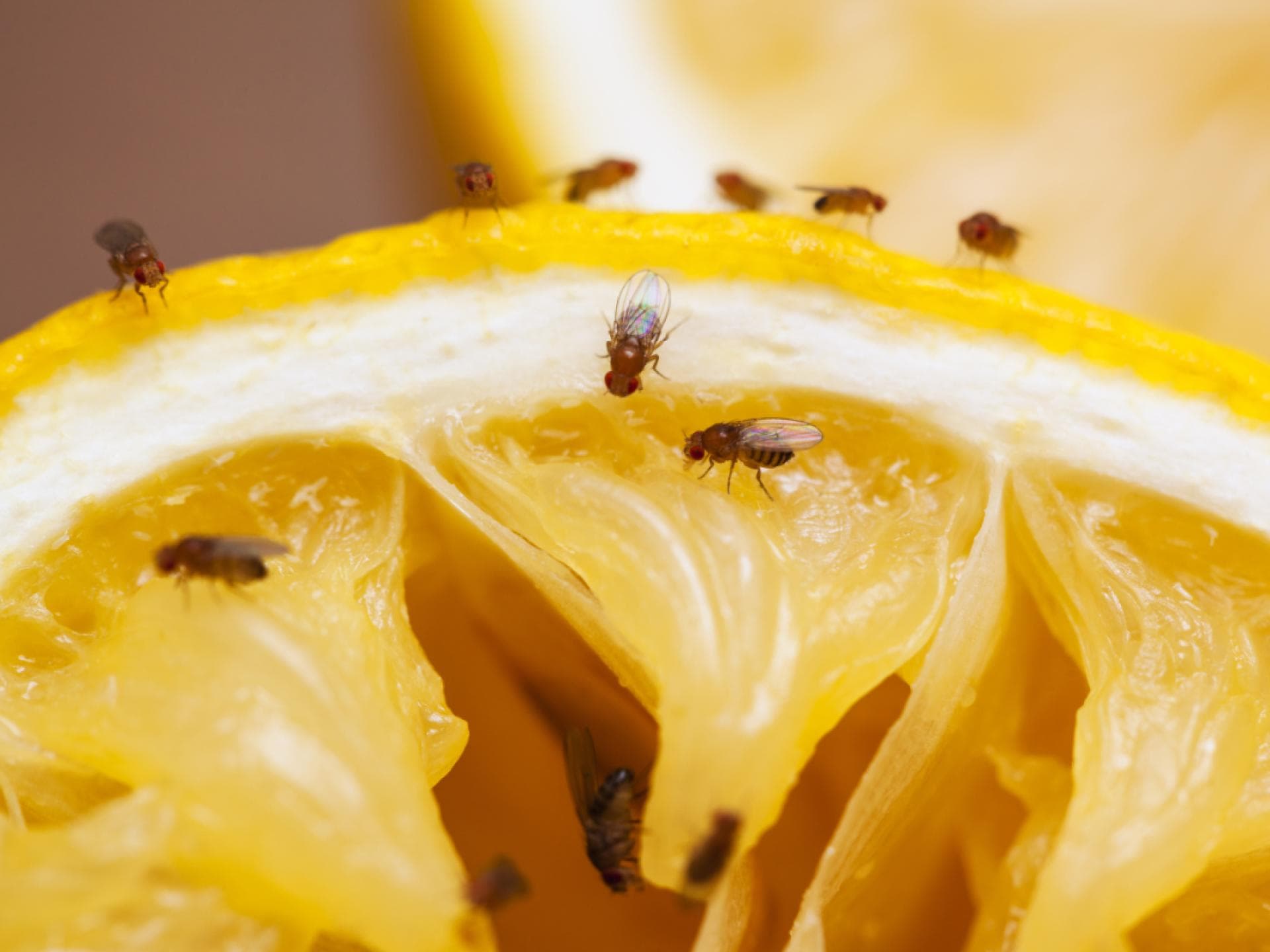 Fruchtfliegen auf Obst