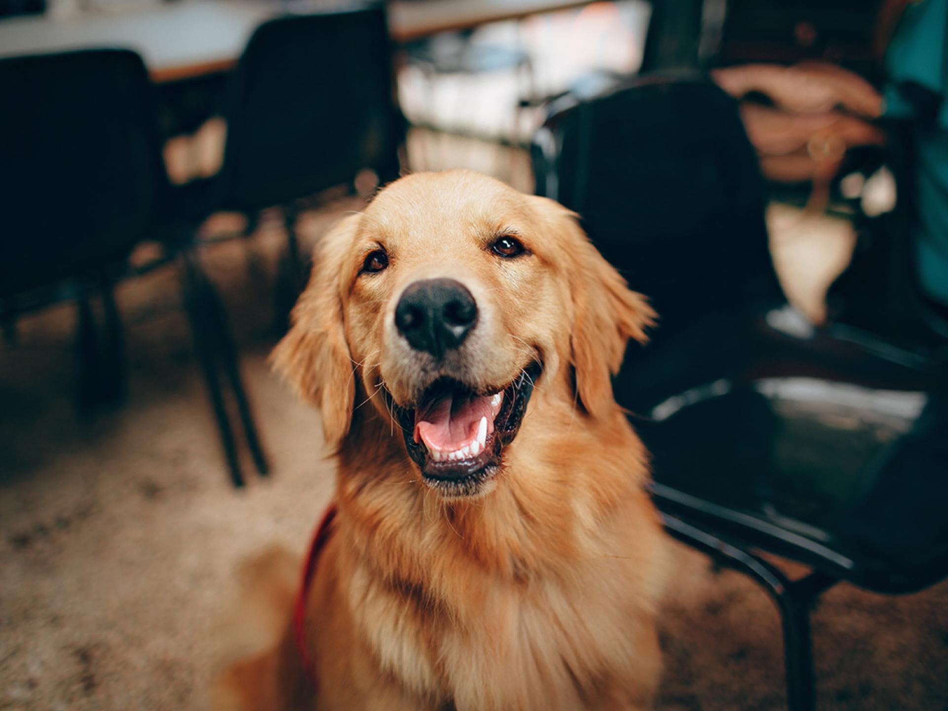 Golden Retriever