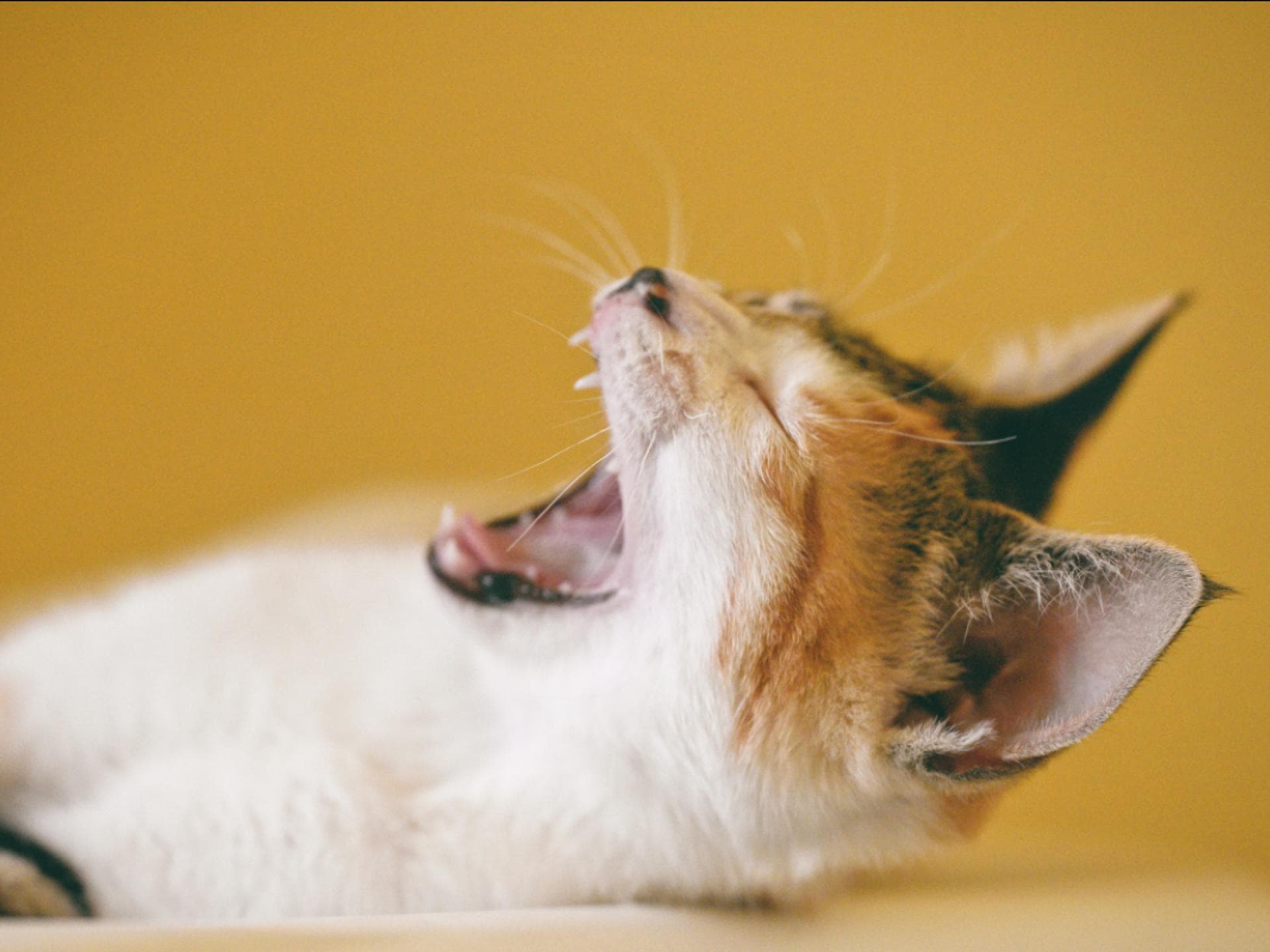 Katze