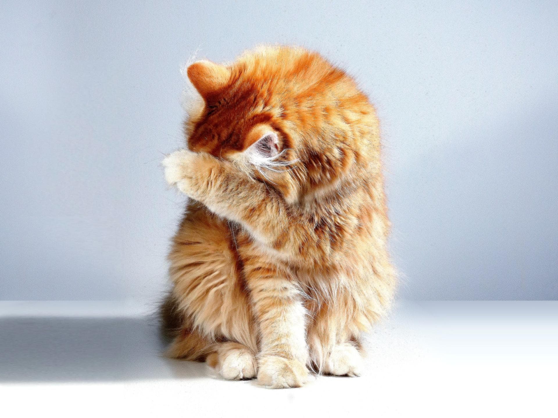 Diese Lebensmittel darf deine Katze auf keinen Fall fressen