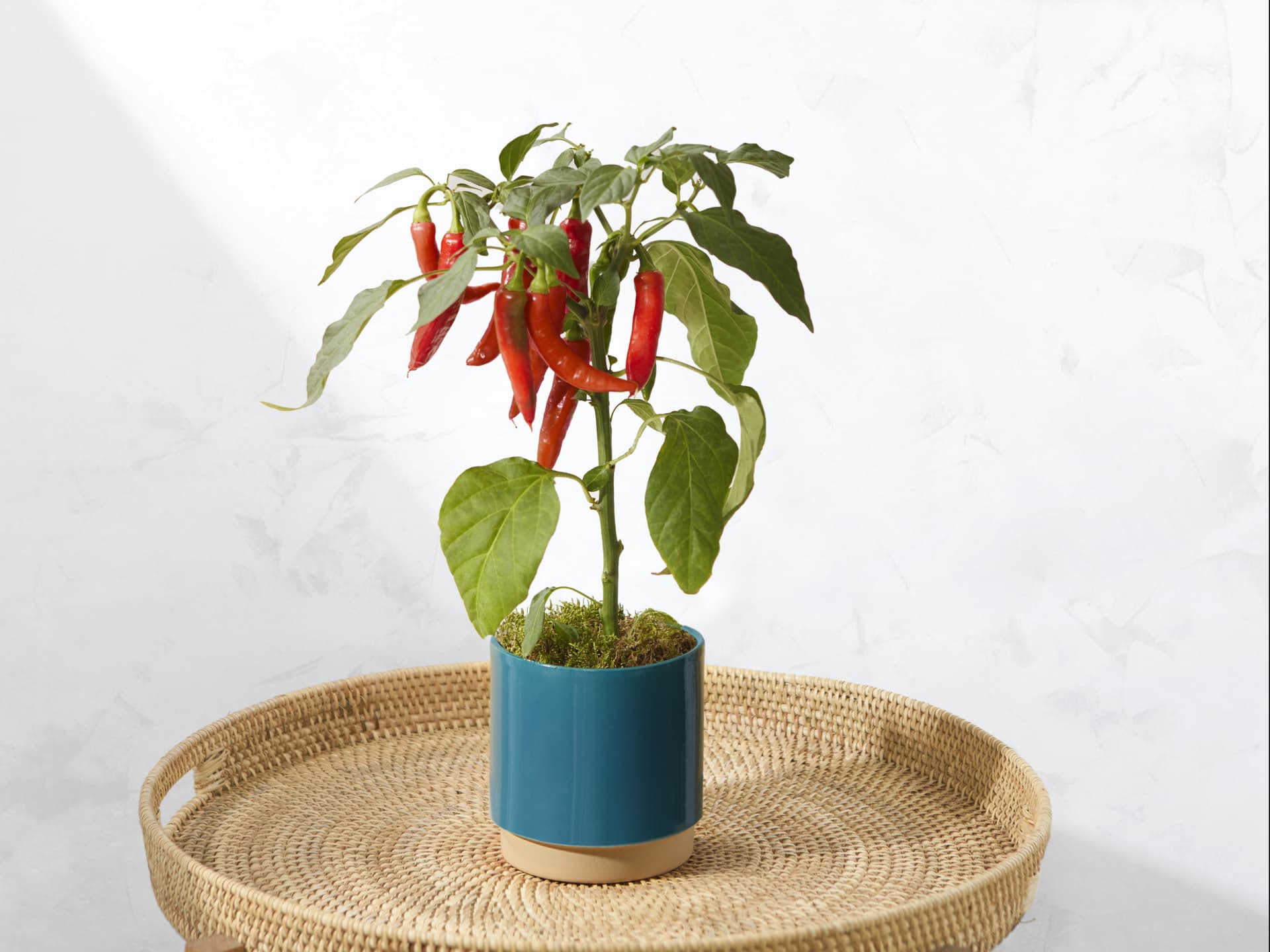 Bloom and Wild Chili-Pflanze