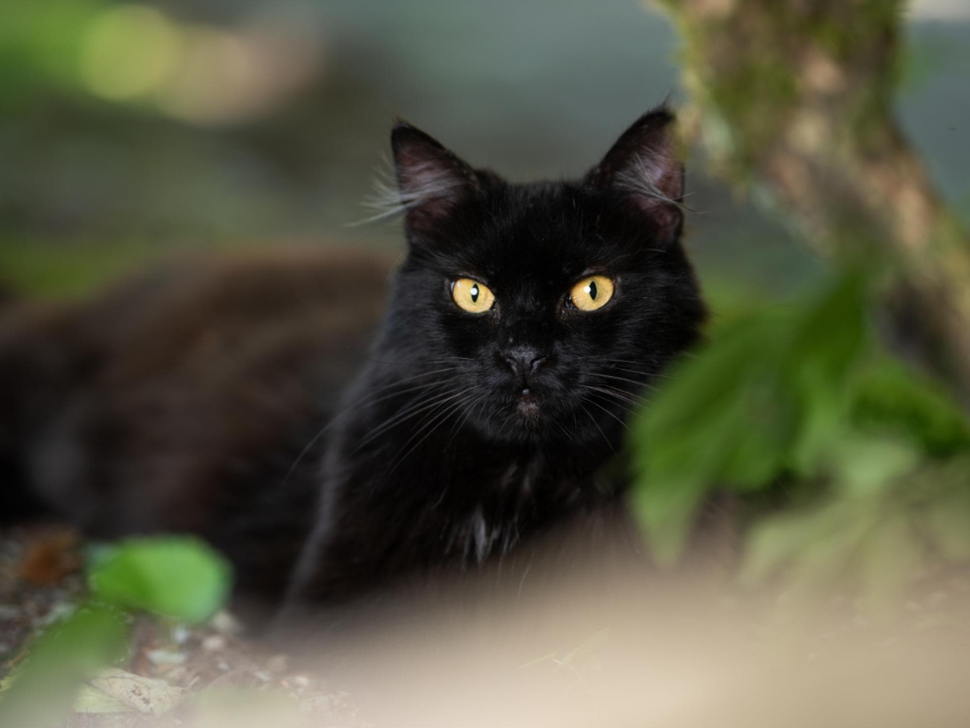Unglück schwarze Katze