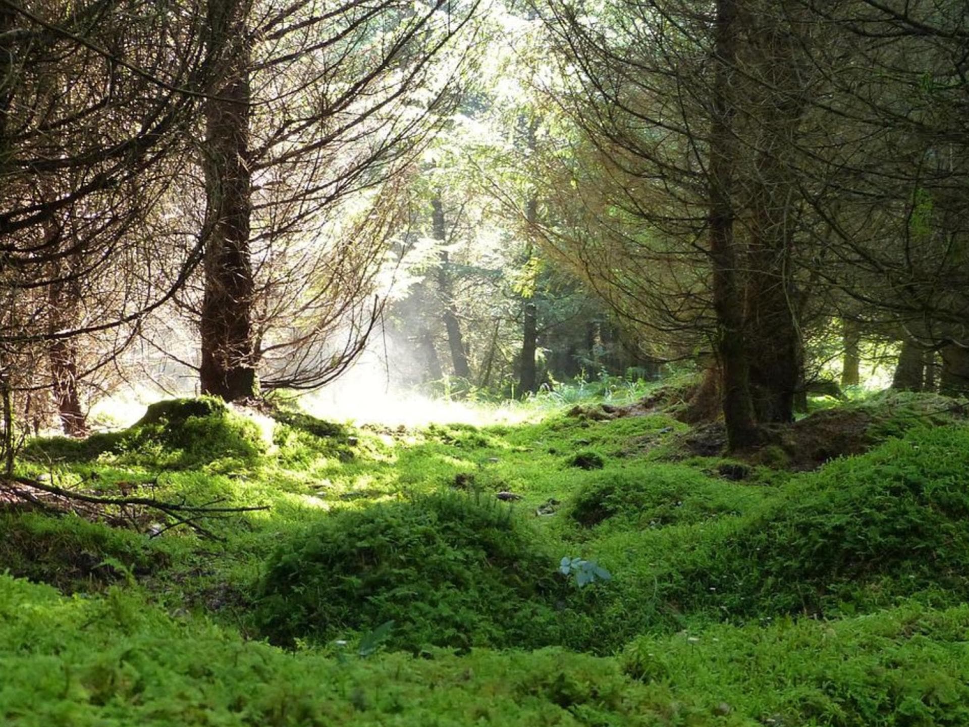 Wald Wald