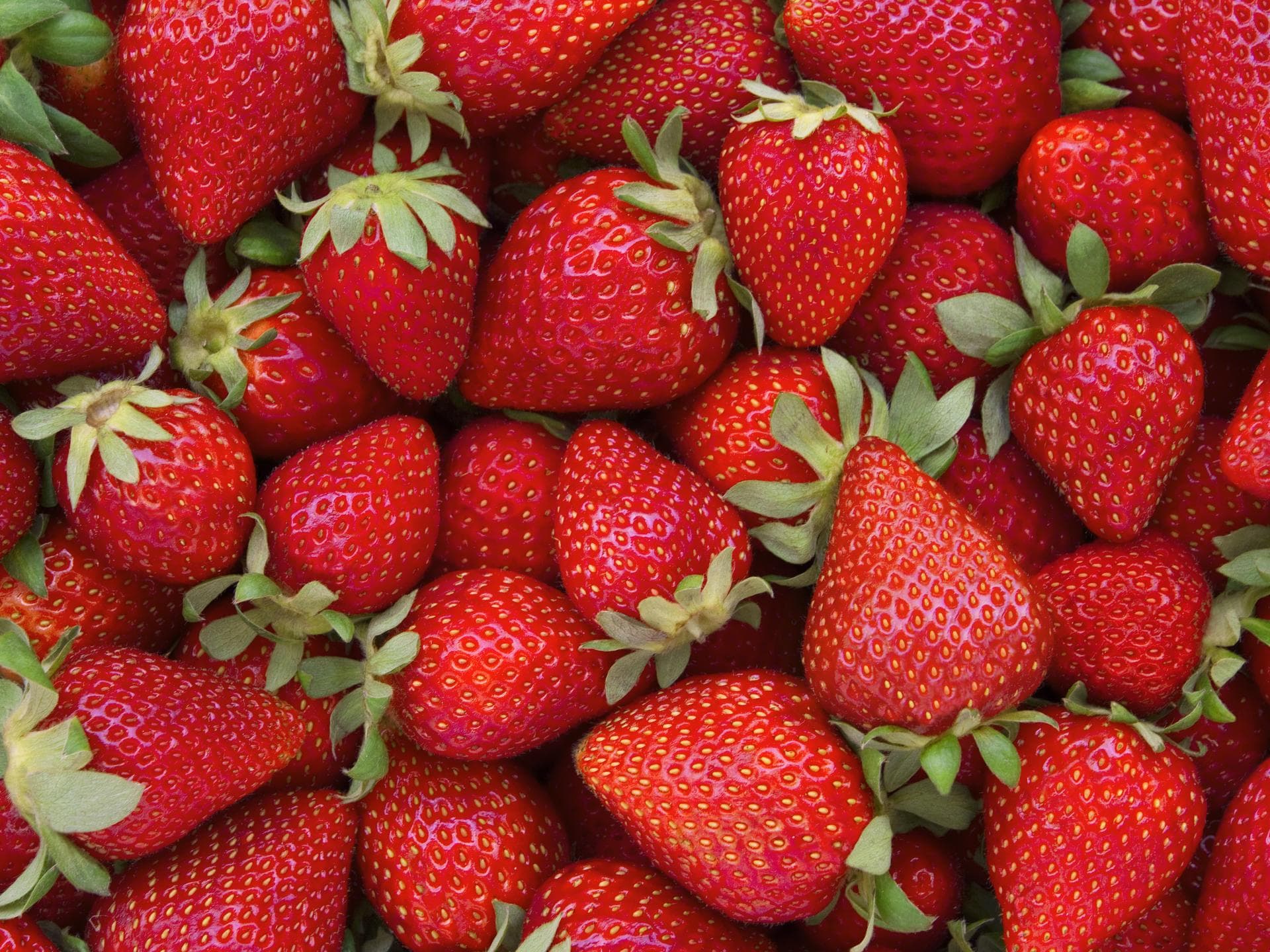 Frische, rote Erdbeeren 