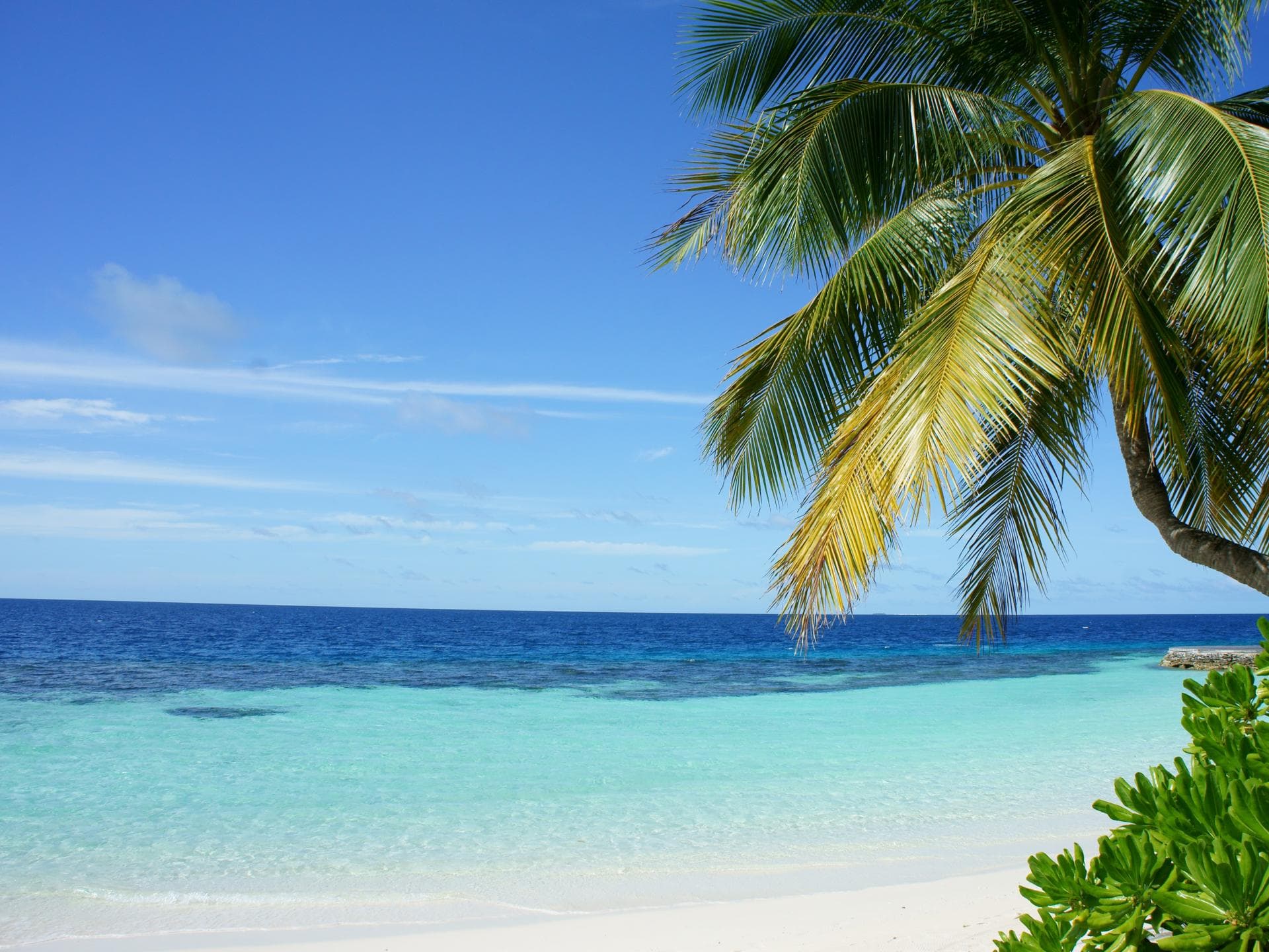 Strand mit Meer und Palmen 