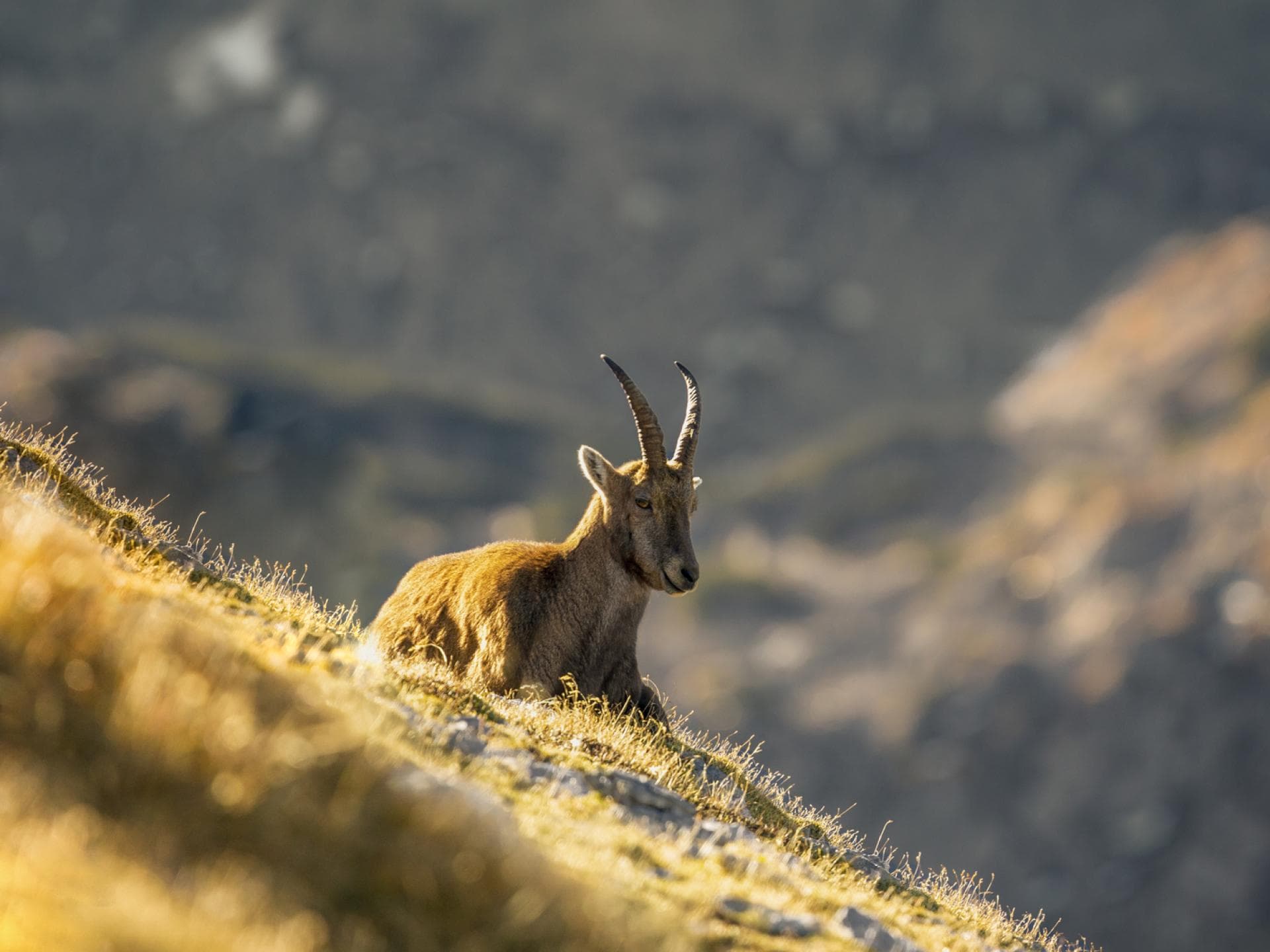 Steinbock auf der Wiese