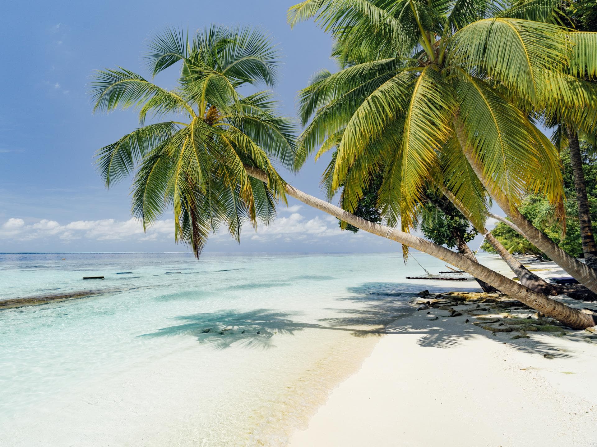 Strand mit Palmen