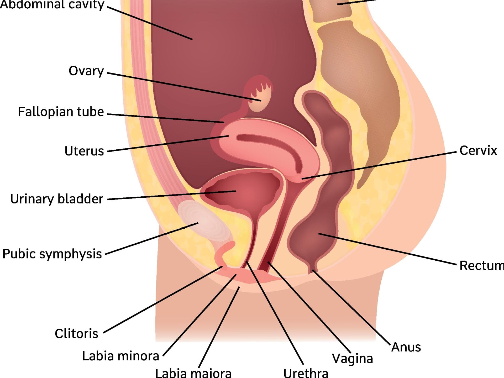 Anatomie der Scheide