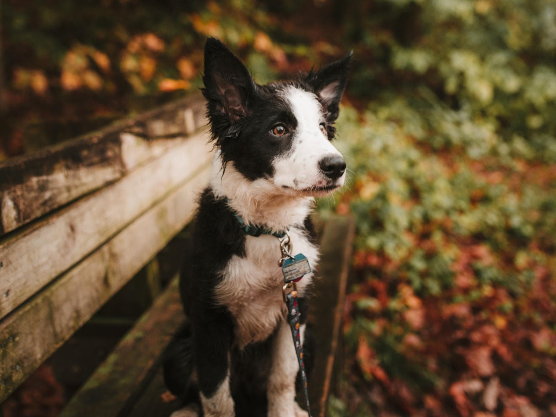 Hund beruhigen Tipps