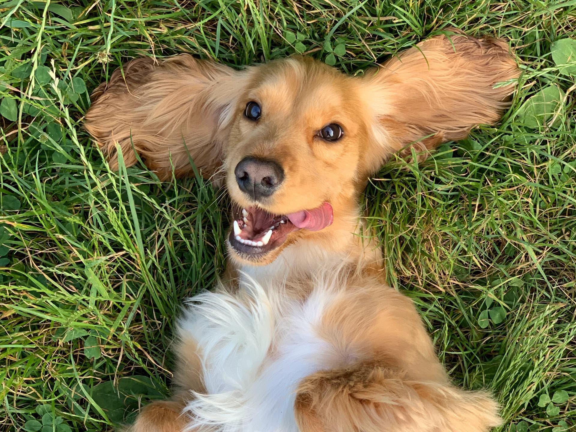 Hund auf Rasen
