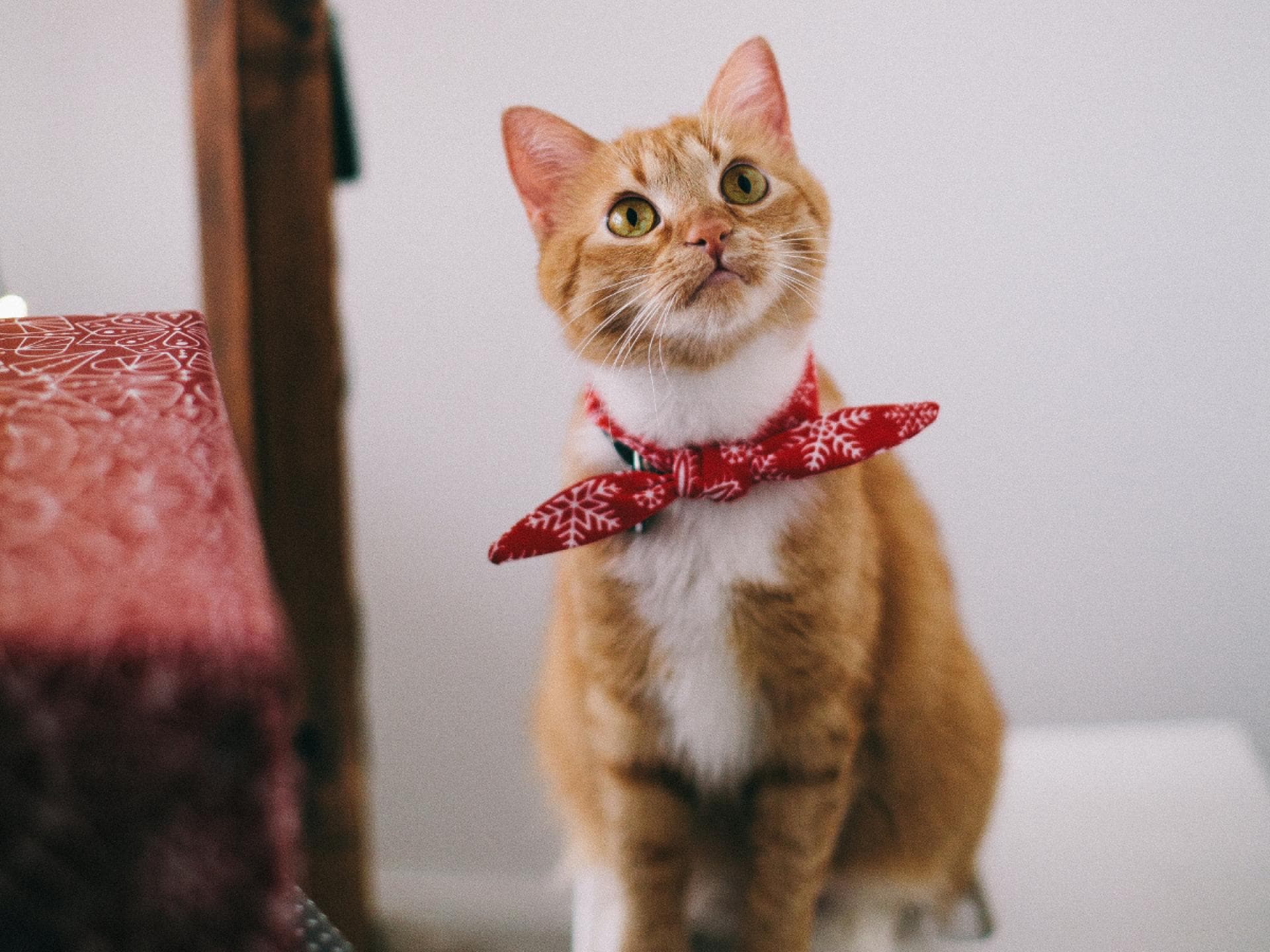 Katze 