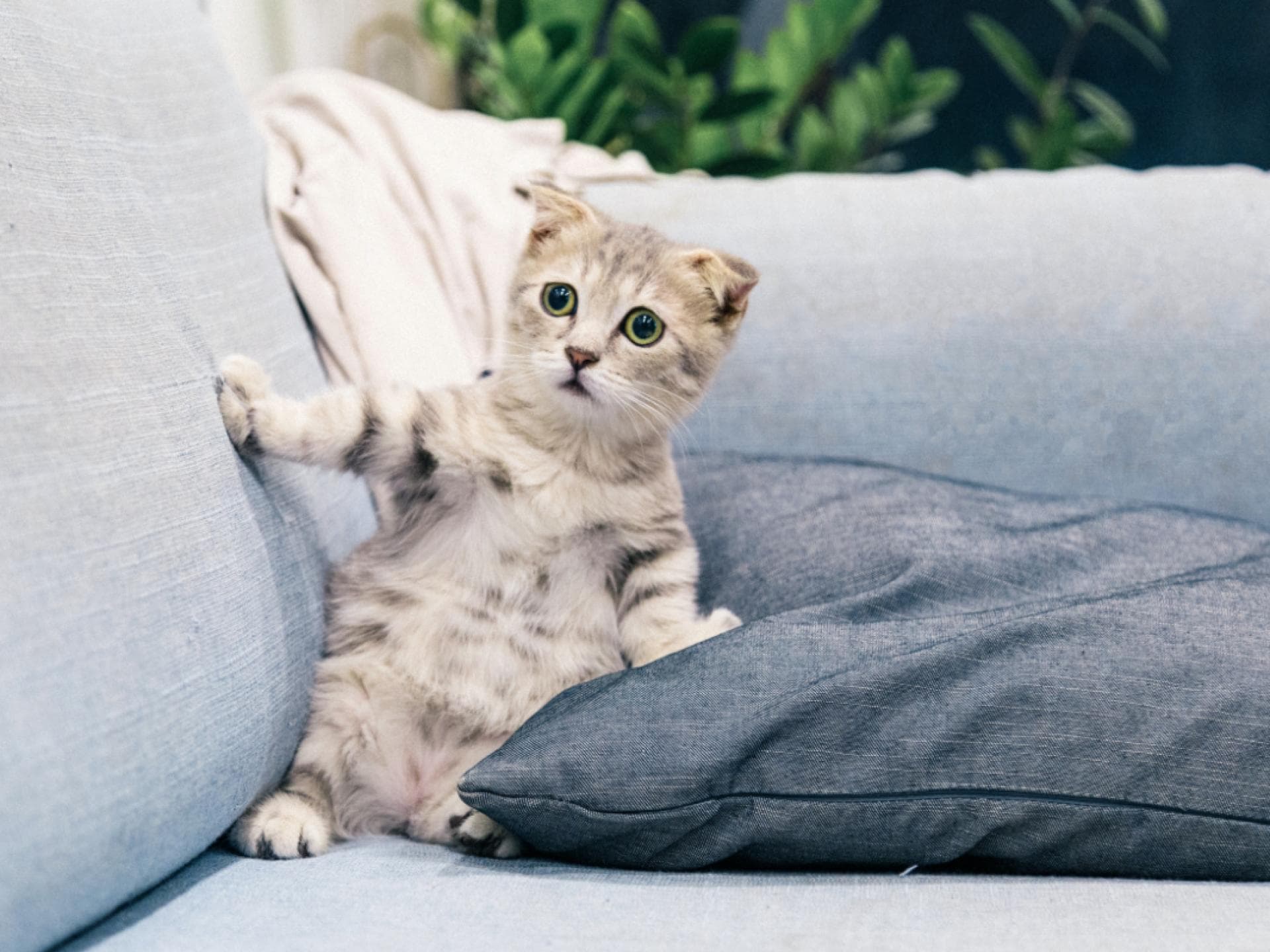 Katze schockiert