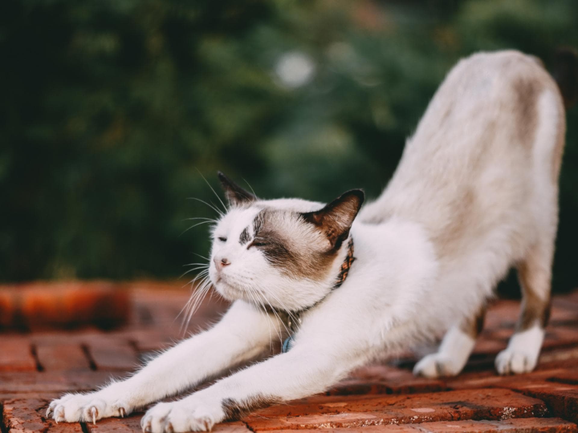 Katzennamen männlich Ideen