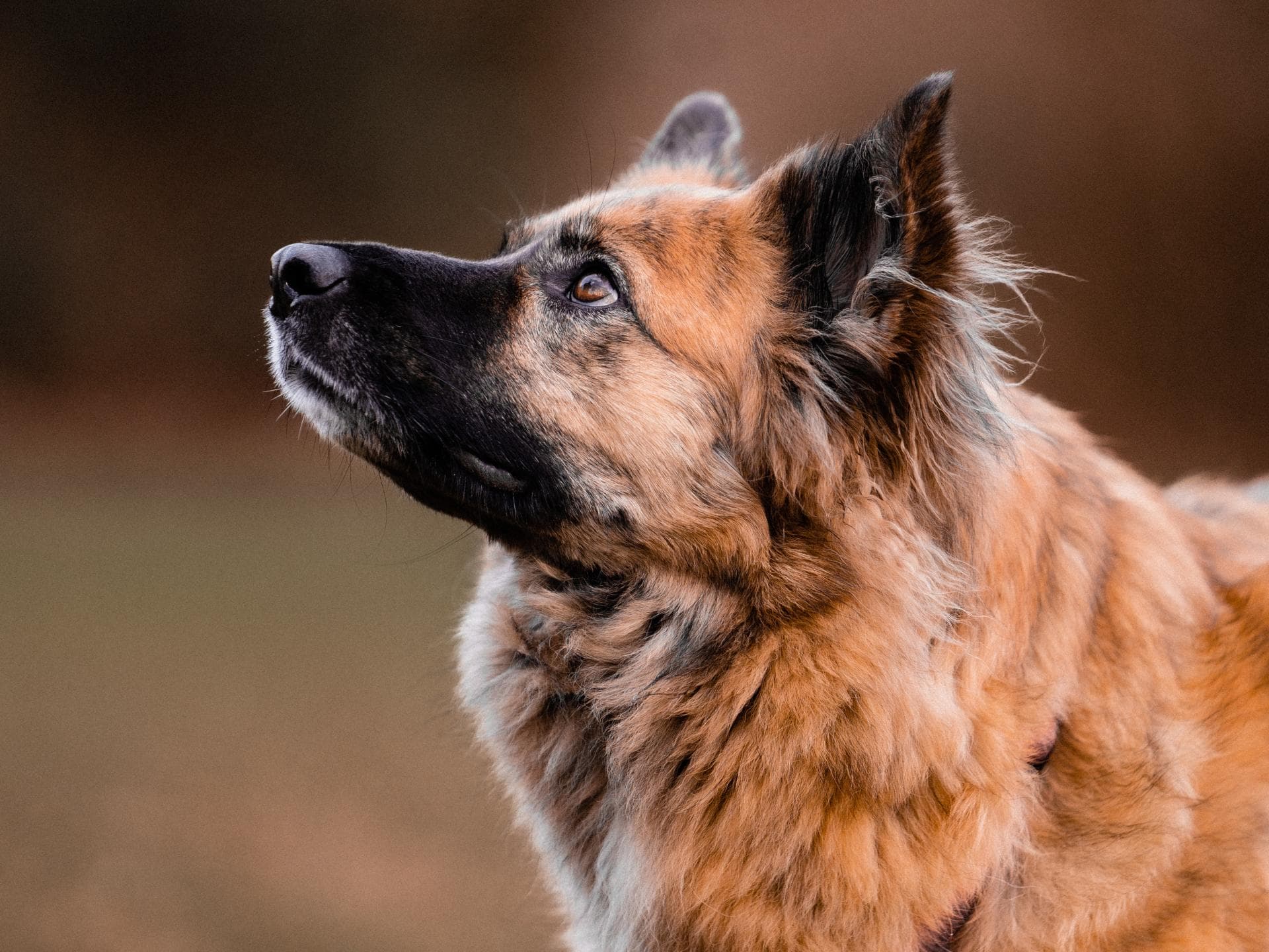 Schäferhund