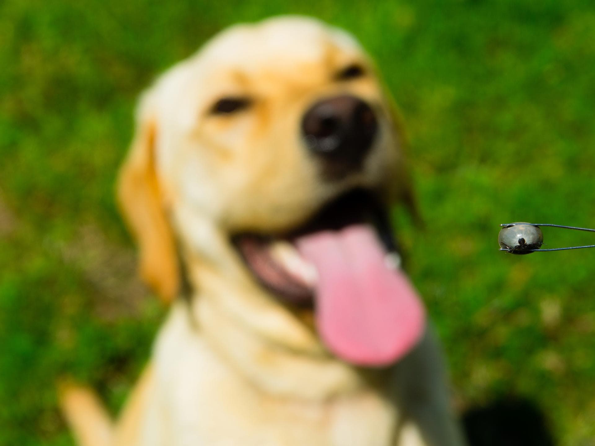 Zecke wurde vom Hund entfernt