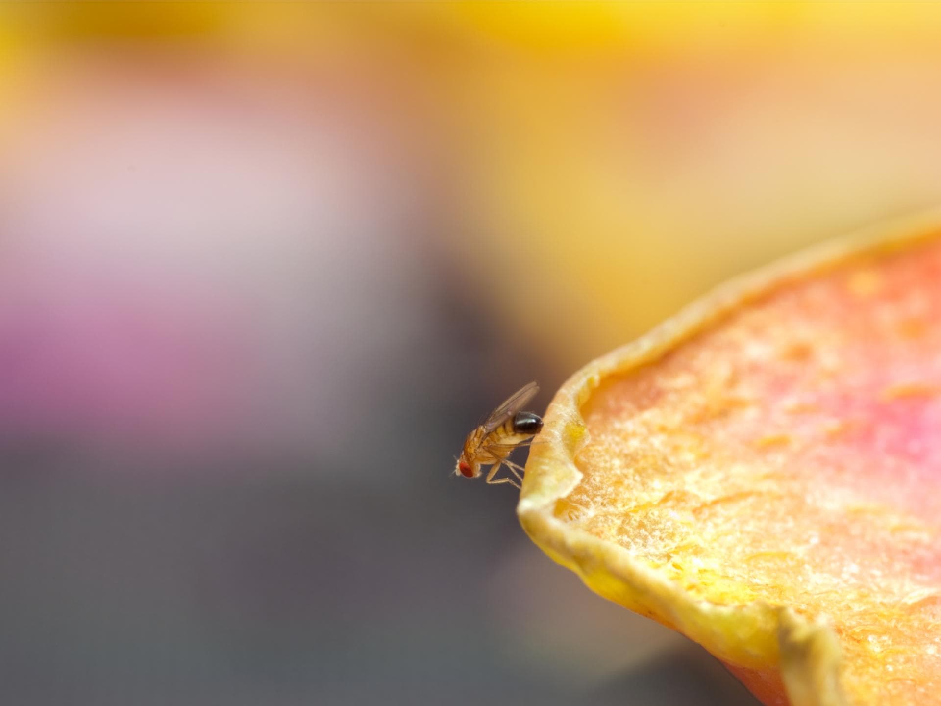 Fruchtfliege auf Obst