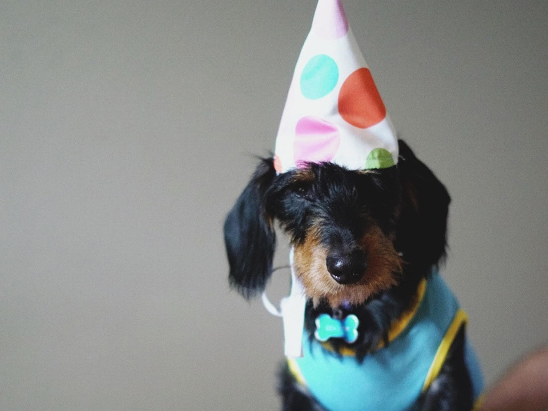 Hund feiert Geburtstag