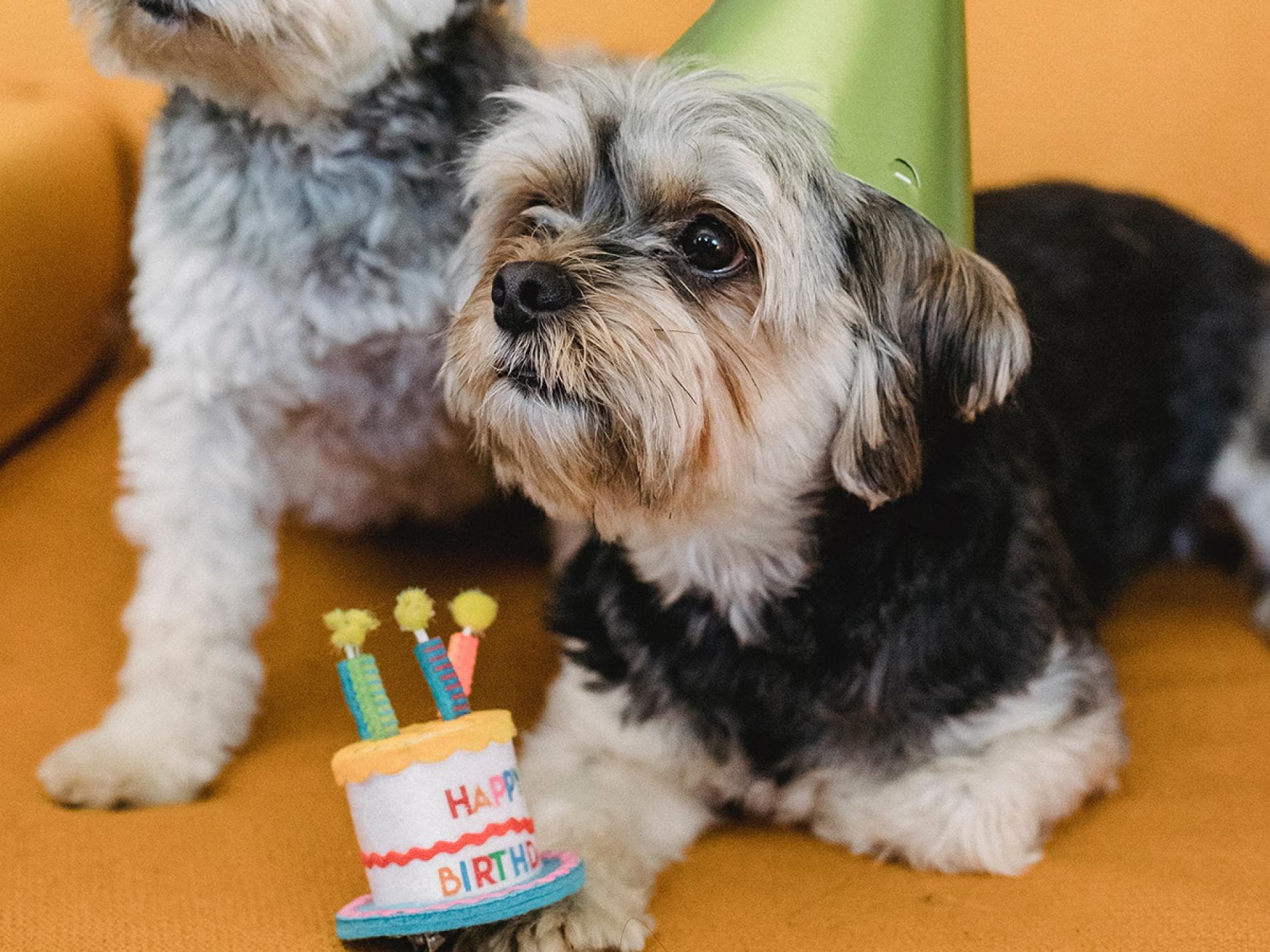 Hunde feiern Geburtstag