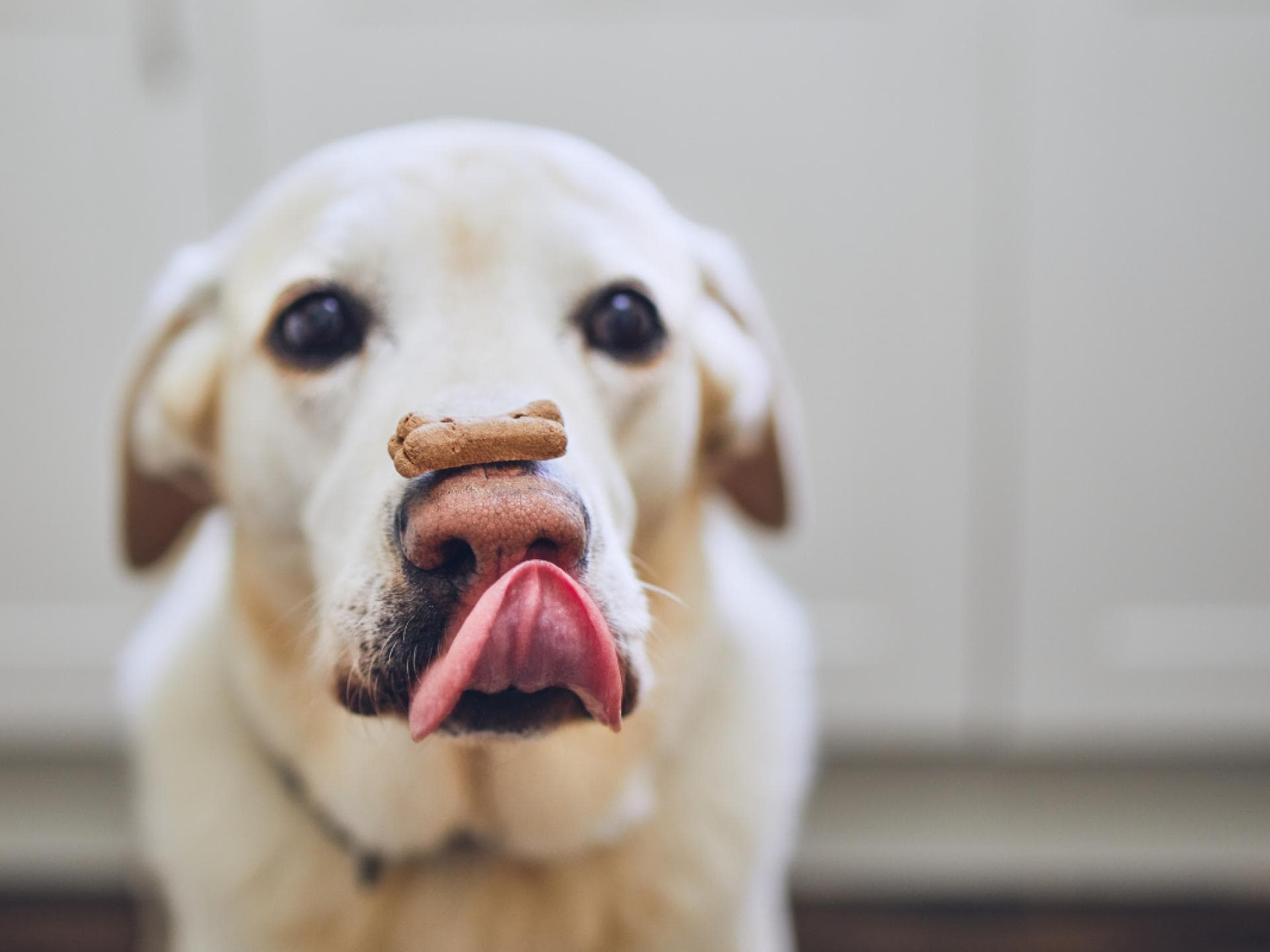 Hund mit Leckerli
