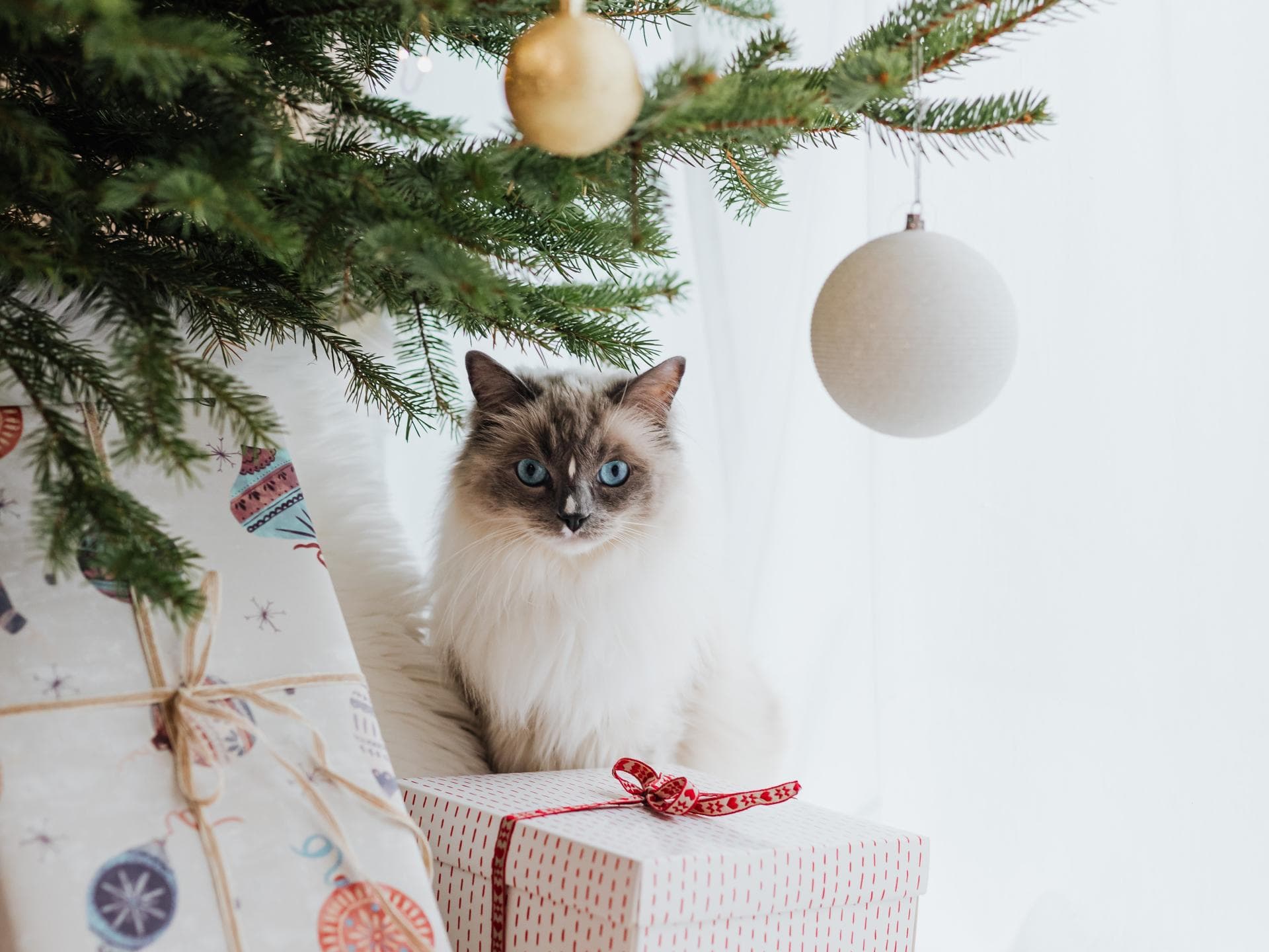 Katzen Adventskalender