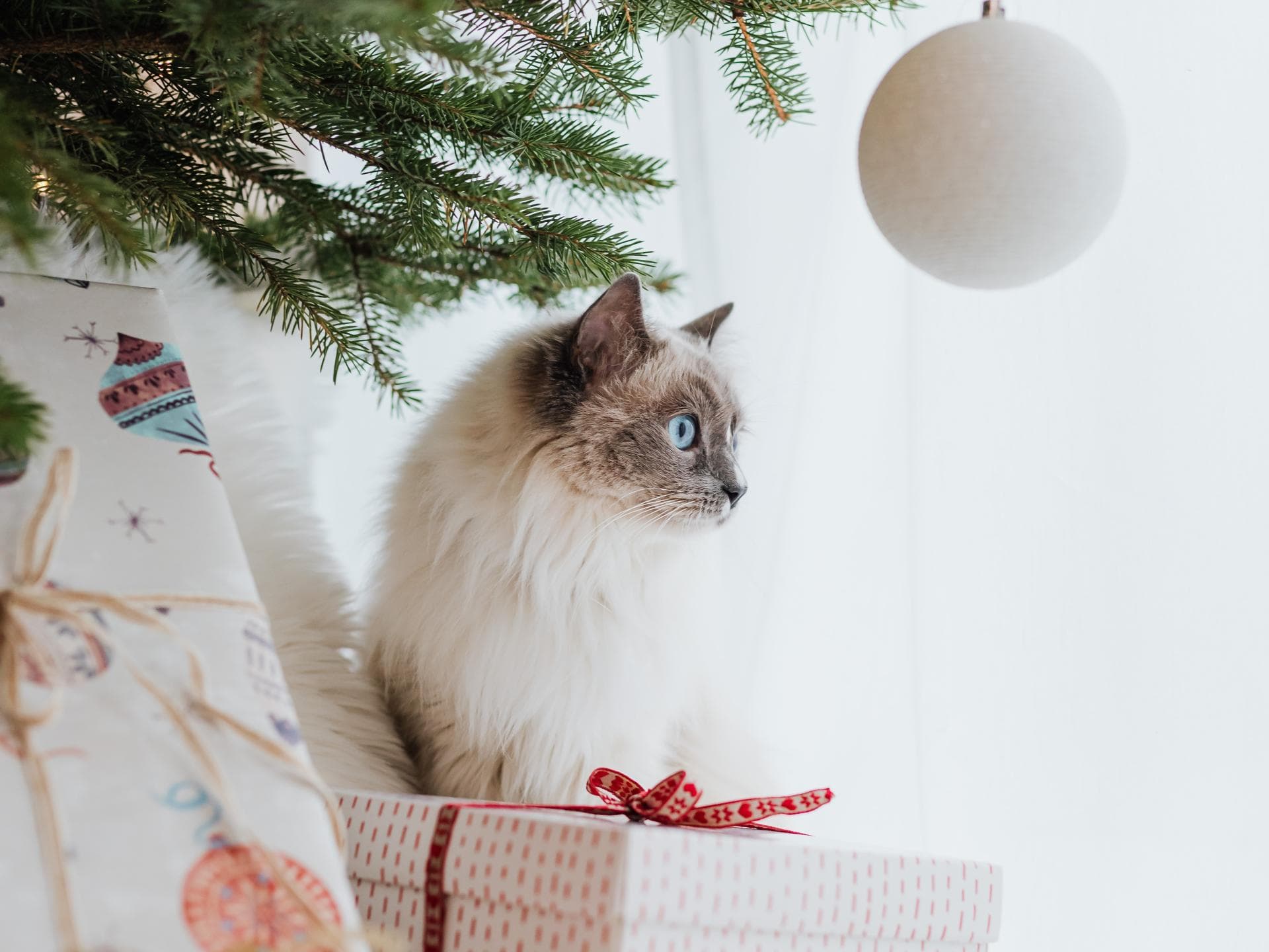 Katze unterm Weihnachtsbaum