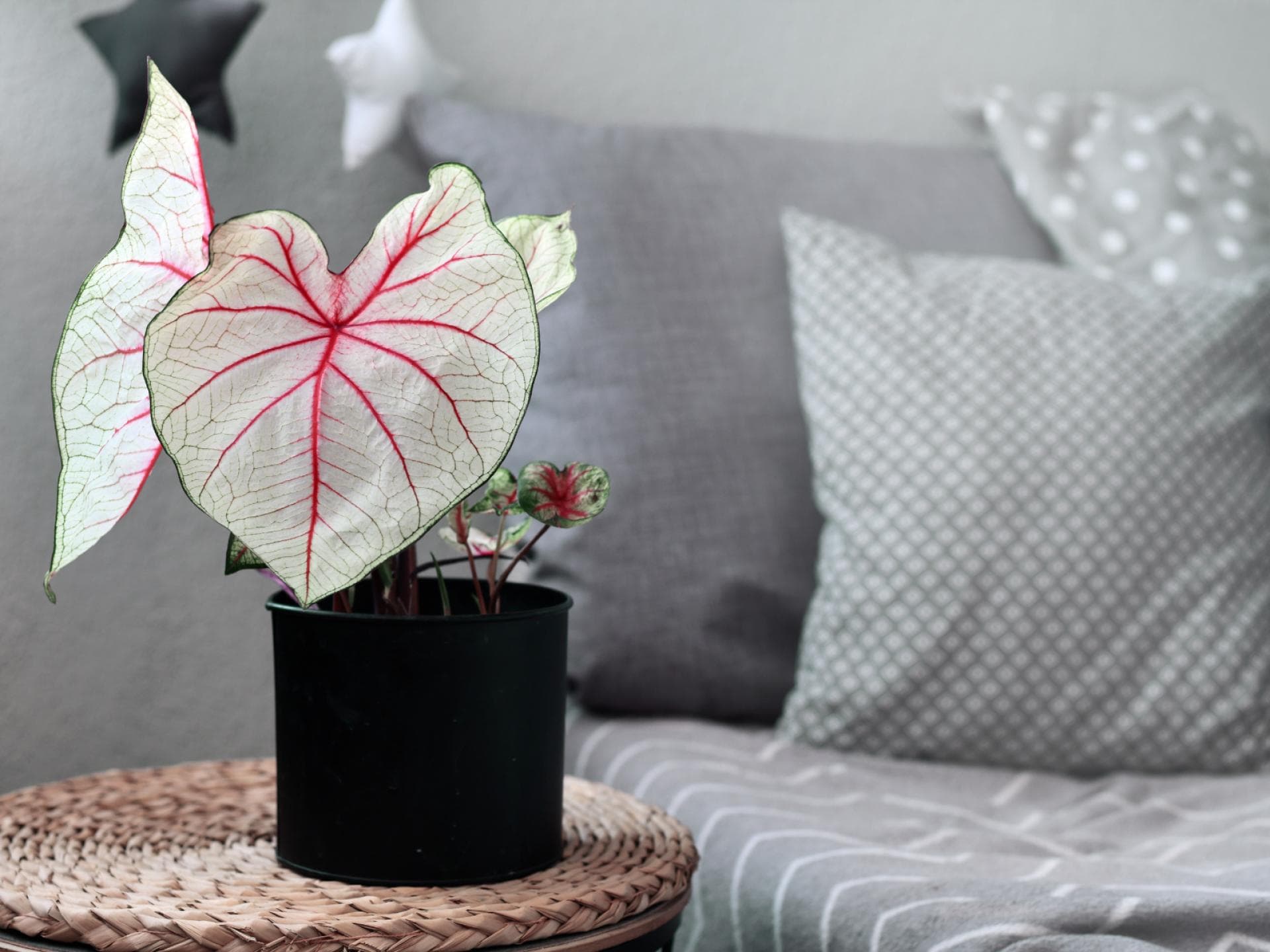 Caladium Pflanze