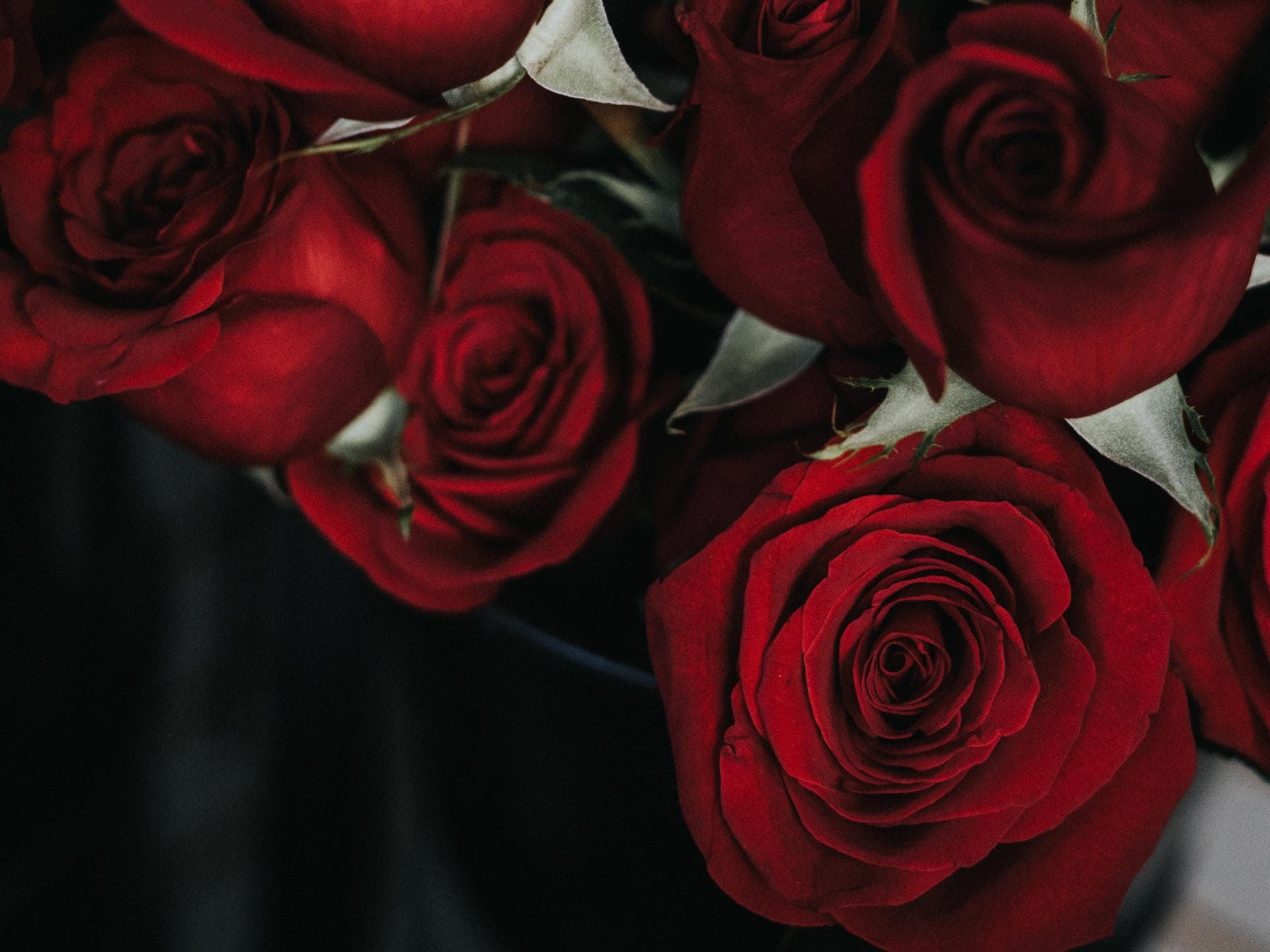 Rote Rosen