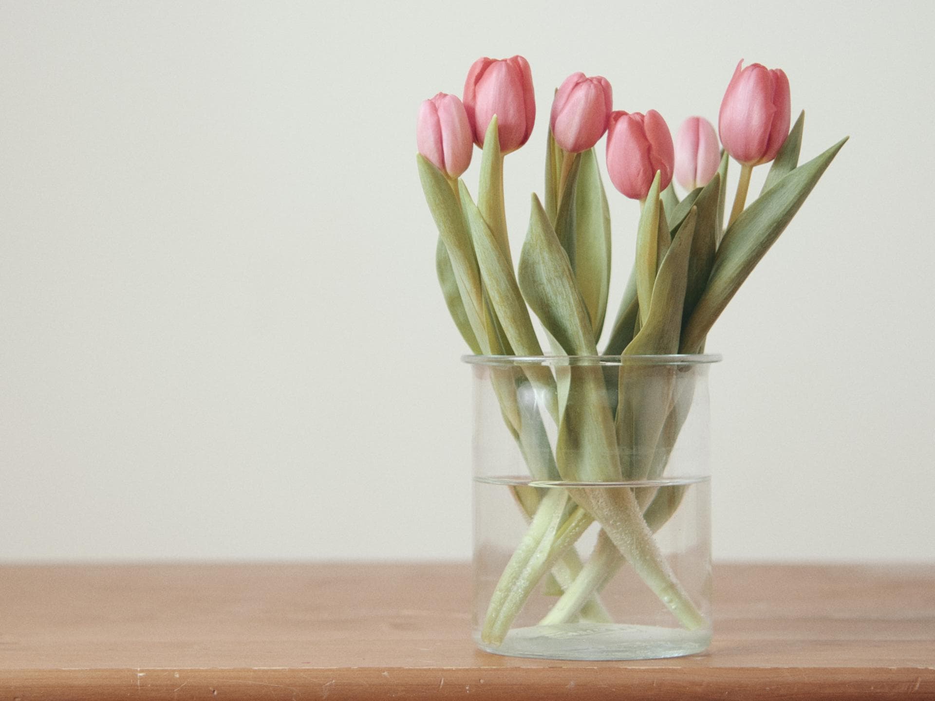 Tulpen