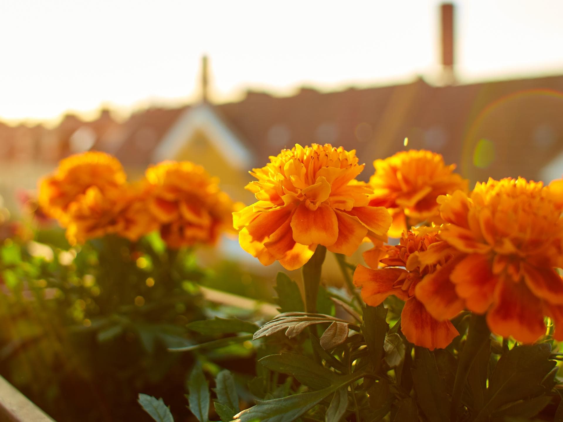 Blumen Balkon