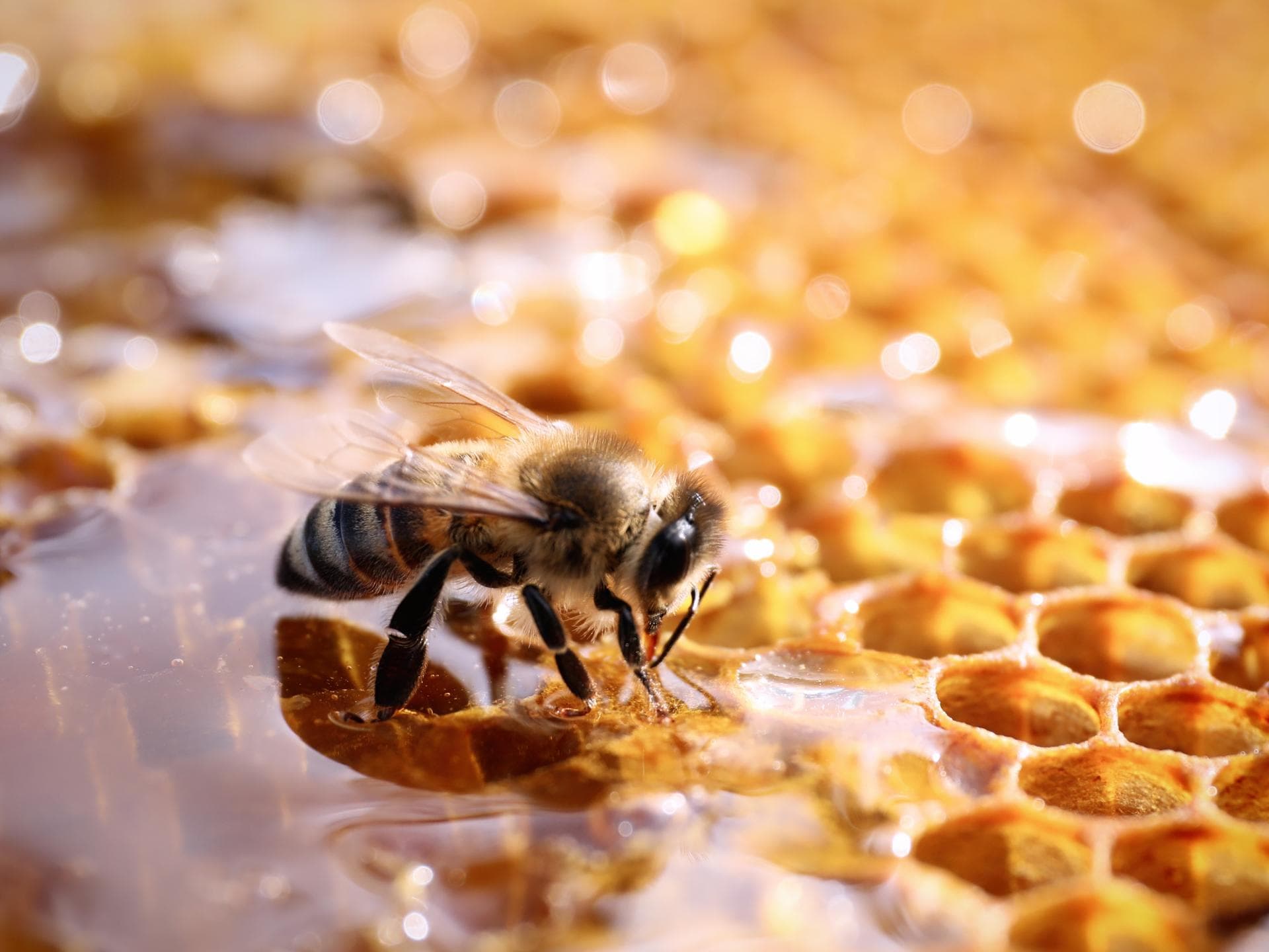 Bienenwabe